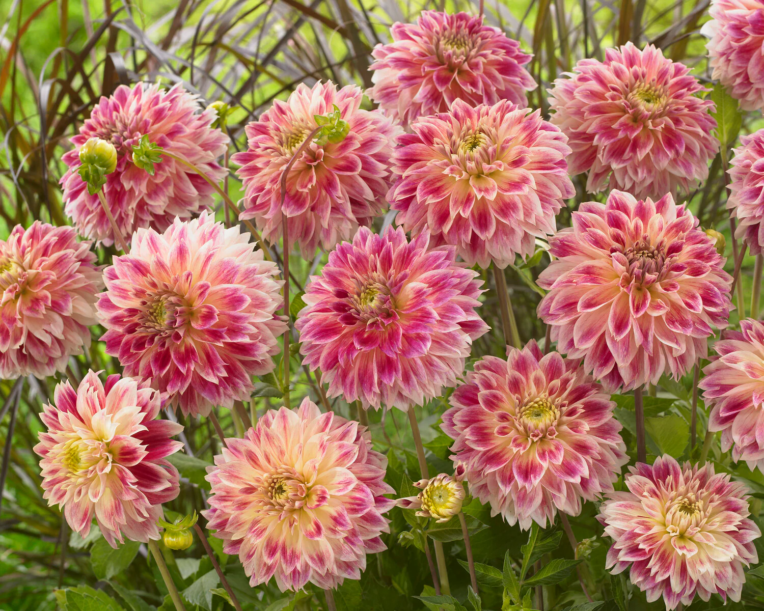 Dahlia 'Temple of Beauty' - Image 5