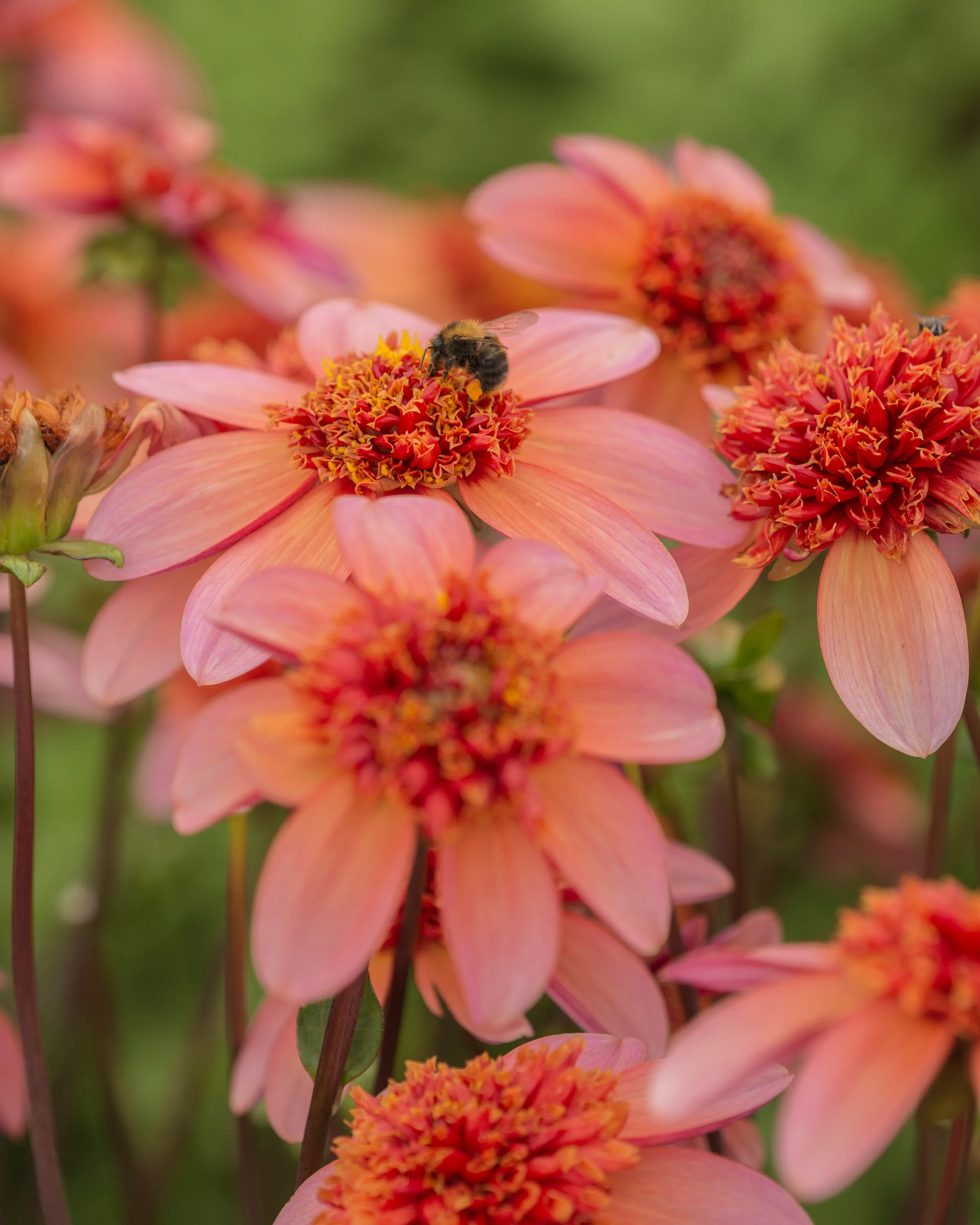 Dahlia 'Totally Tangerine' - Image 4