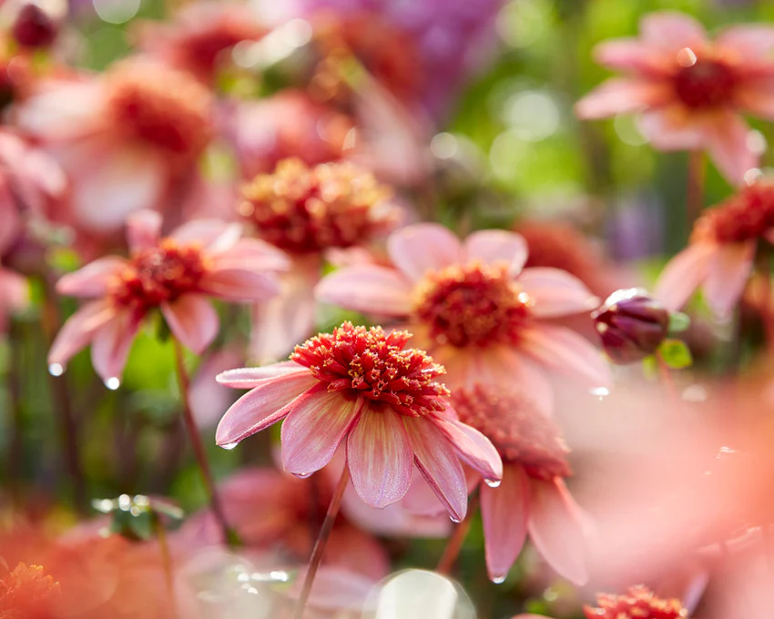 Dahlia 'Totally Tangerine' - Image 8