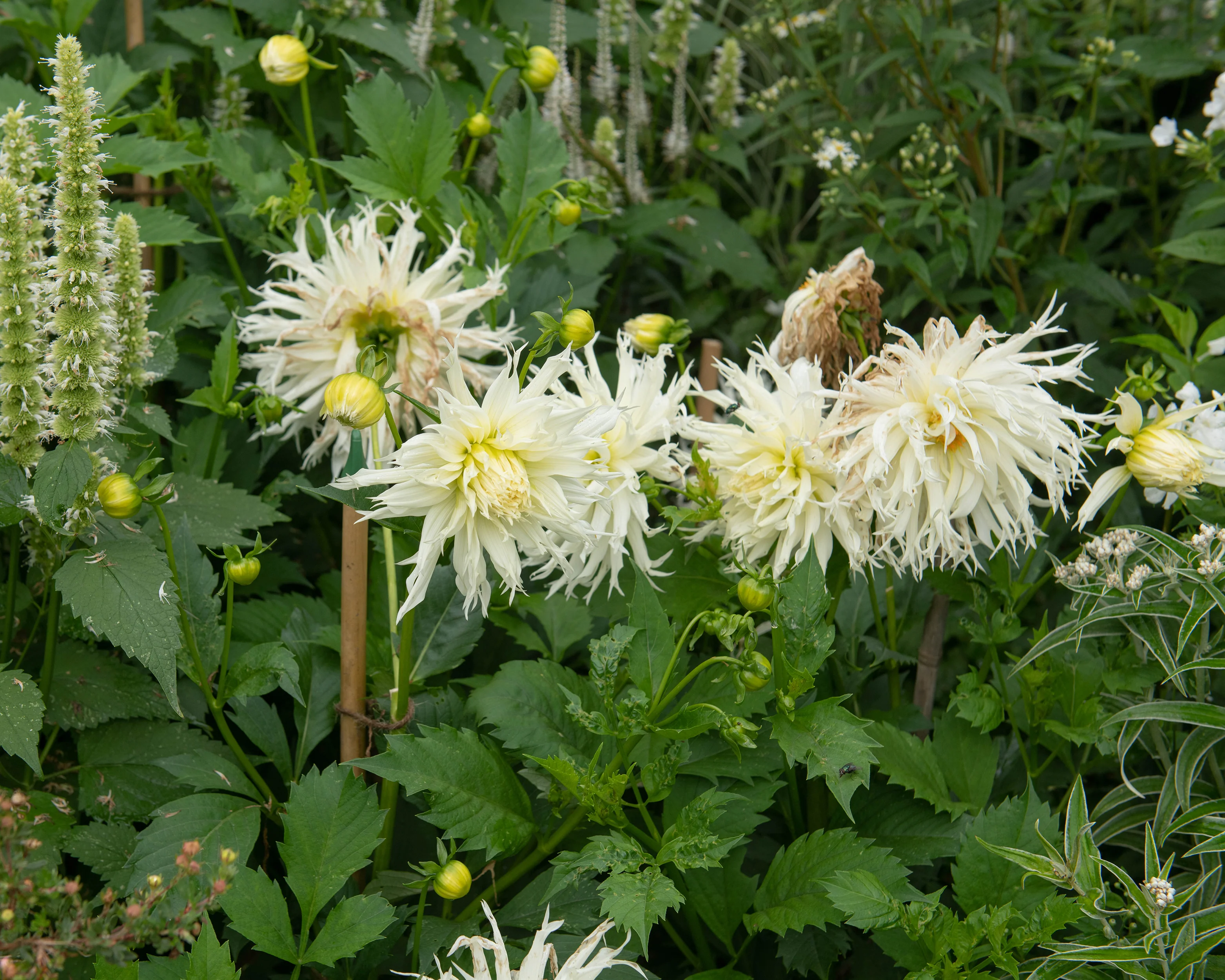 Dahlia 'Tsuki-yori-no-shisha' - Image 3