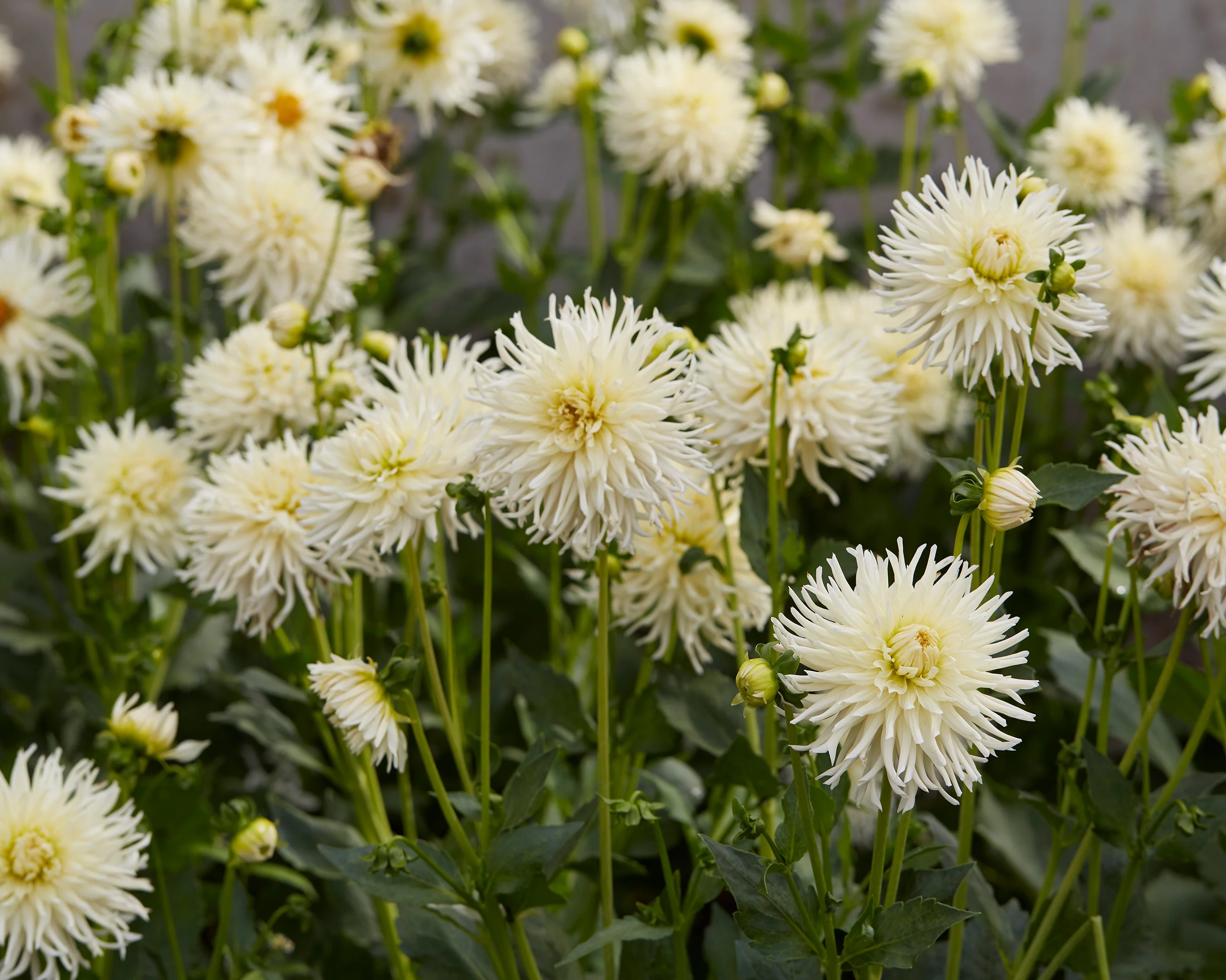 Dahlia 'Tsuki-yori-no-shisha' - Image 5