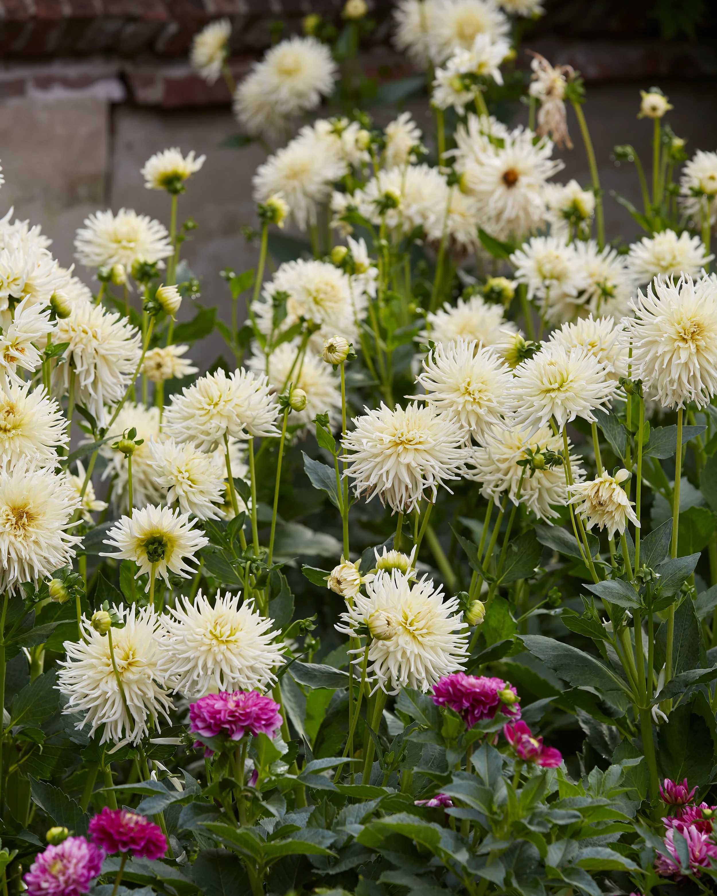 Dahlia 'Tsuki-yori-no-shisha' - Image 7