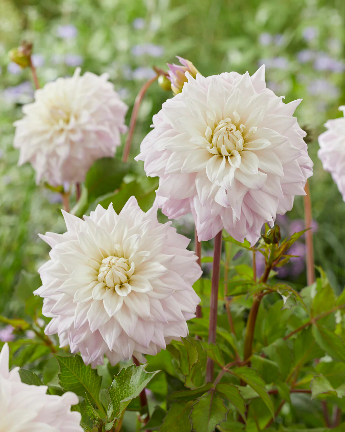 Dahlia 'Who Me' - Image 3