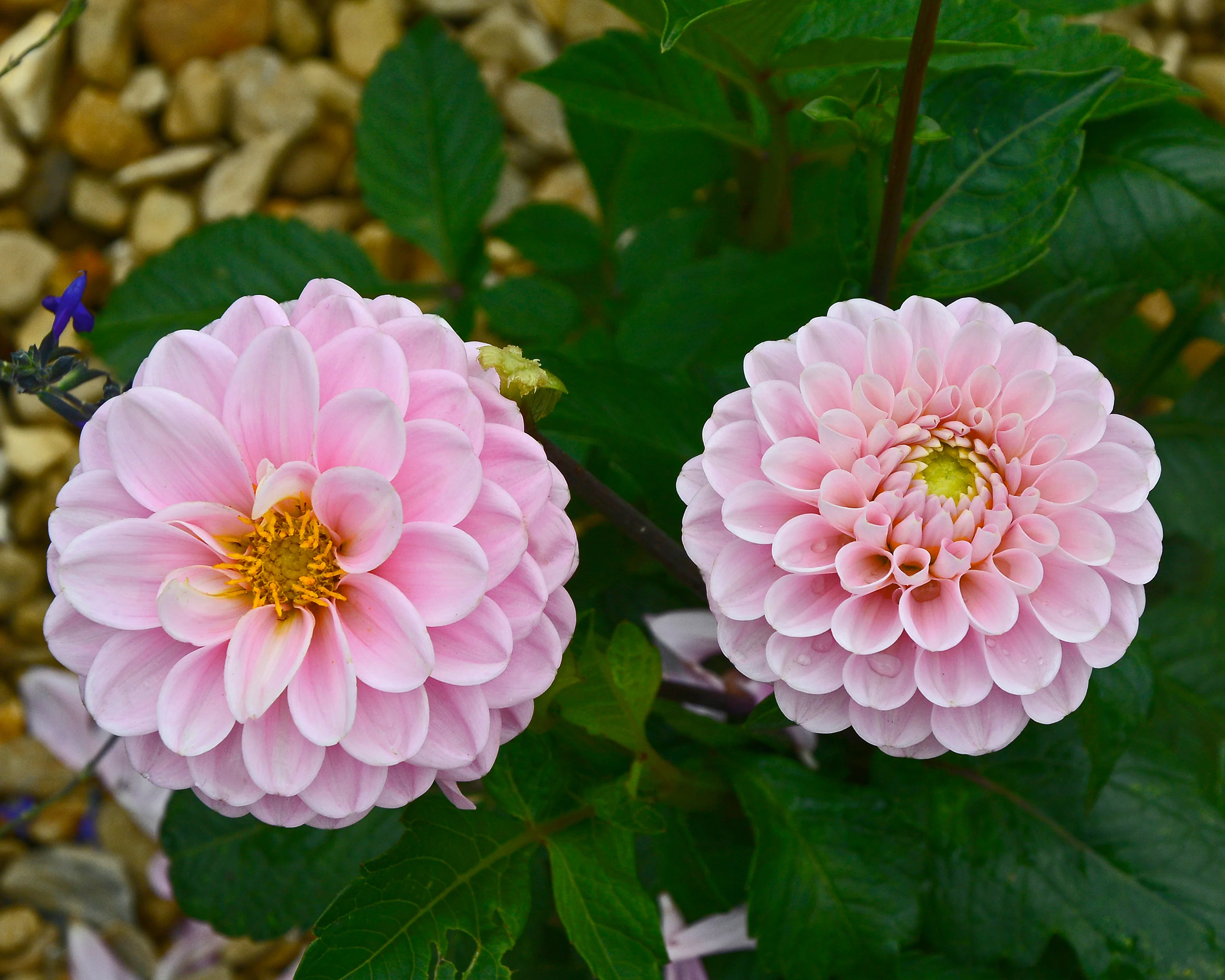 Dahlia 'Wizard of Oz' - Image 3
