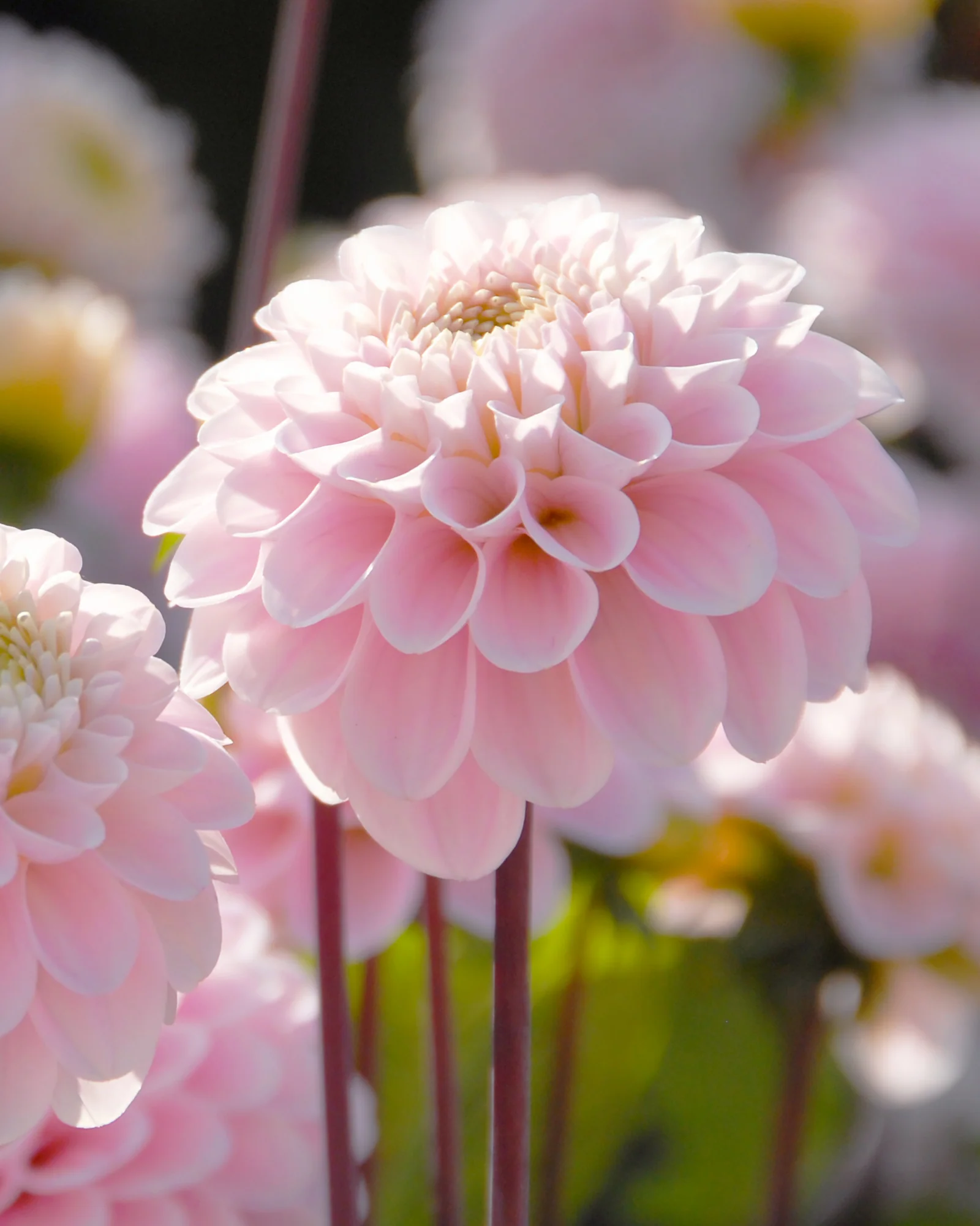 Dahlia 'Wizard of Oz' - Image 6