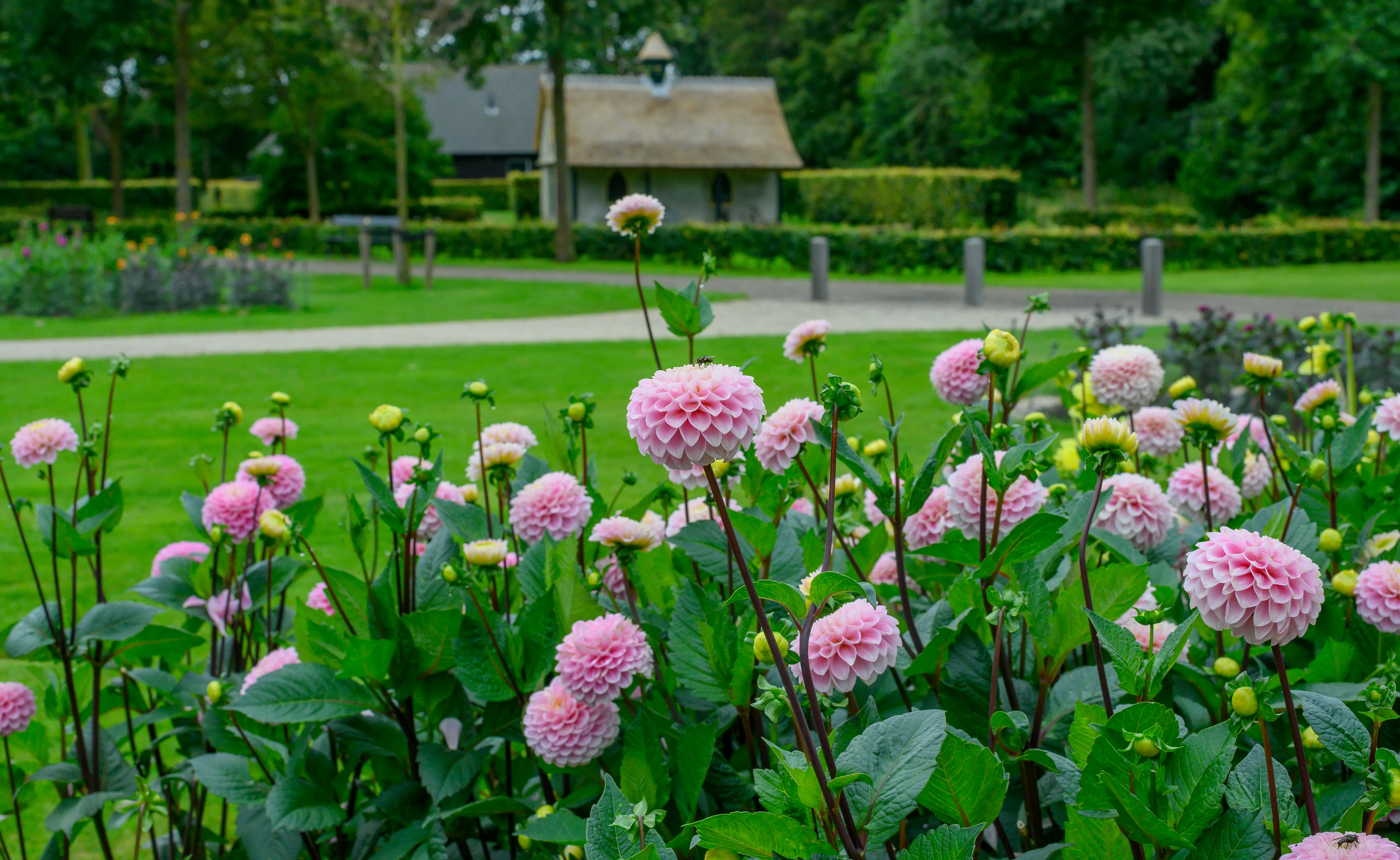 Dahlia 'Wizard of Oz' - Image 7