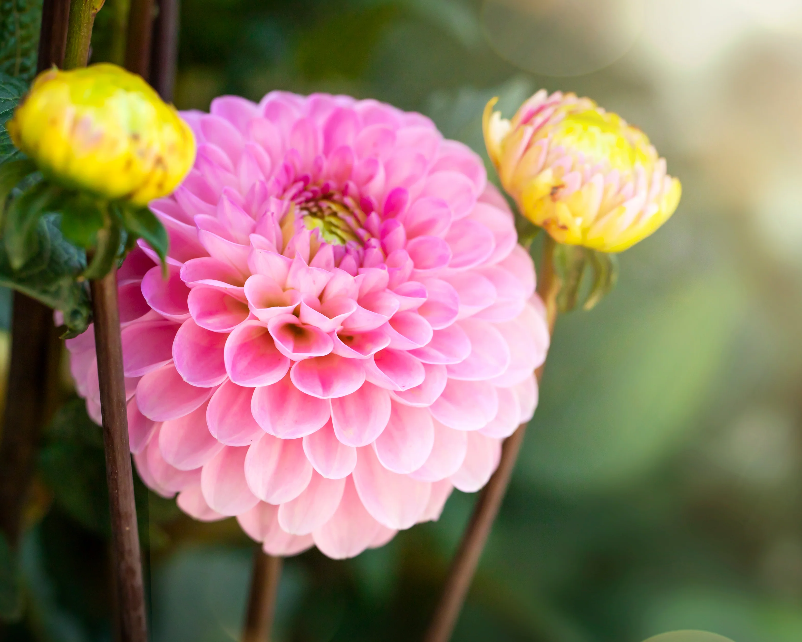 Dahlia 'Wizard of Oz' - Image 9