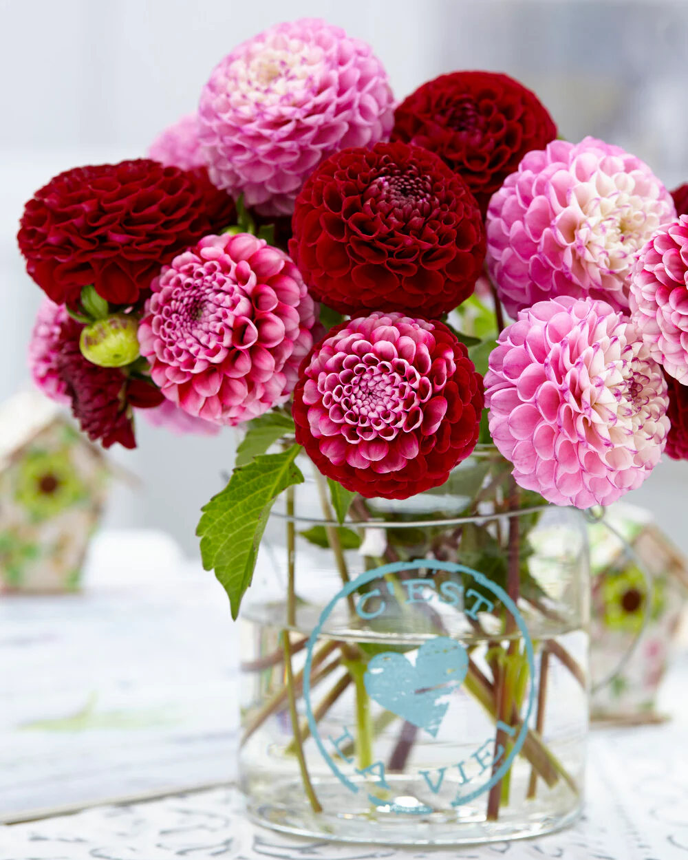 Dahlia 'Zippity Do Da' - Image 4