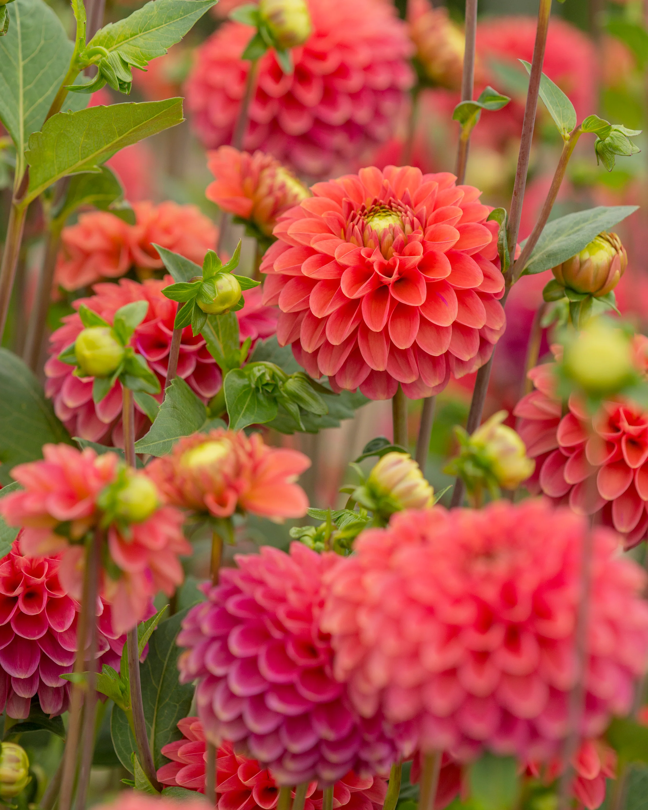Dahlia 'Zundert Mystery Fox' - Image 2