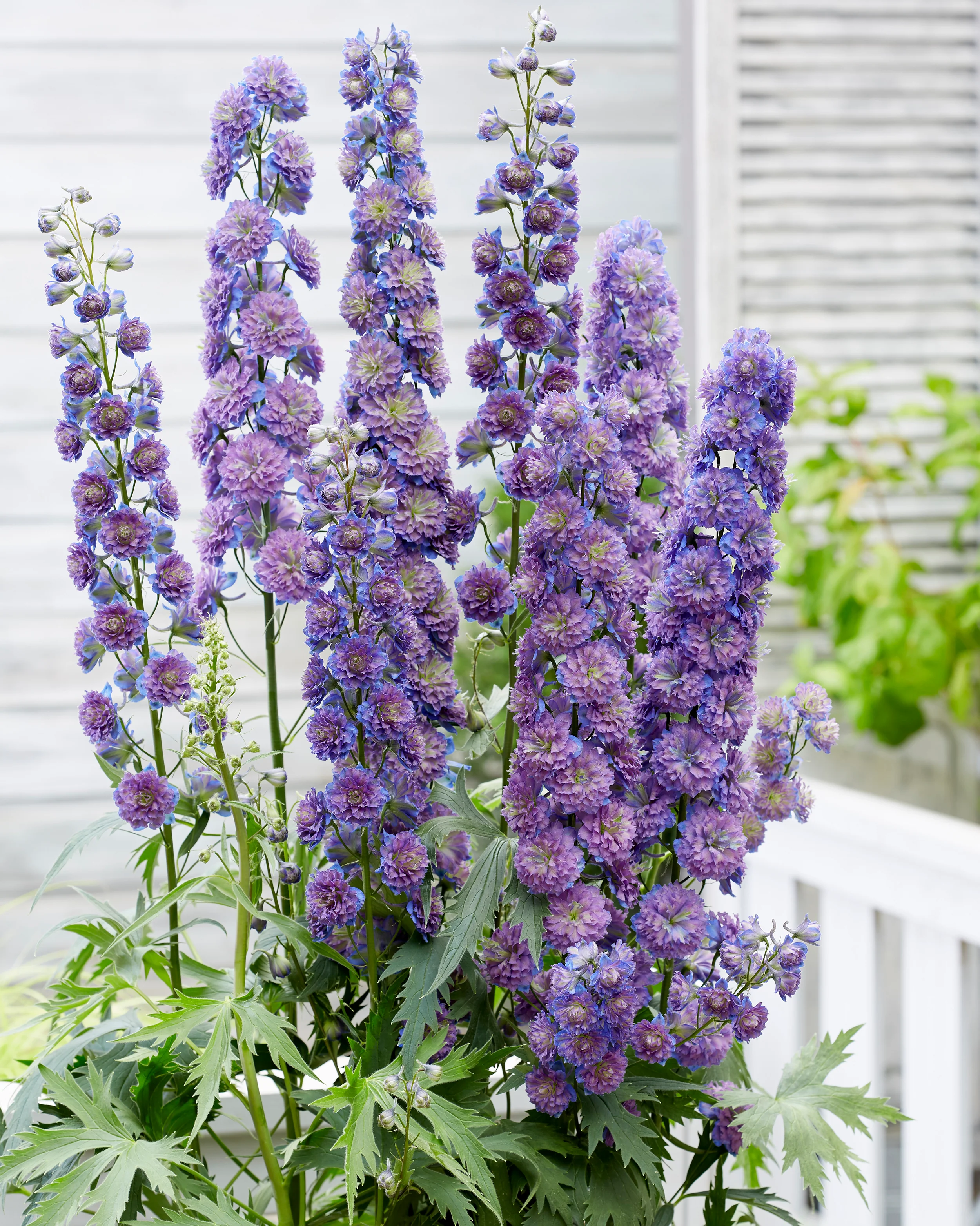 Delphinium 'Sweet Sensation' - Image 4