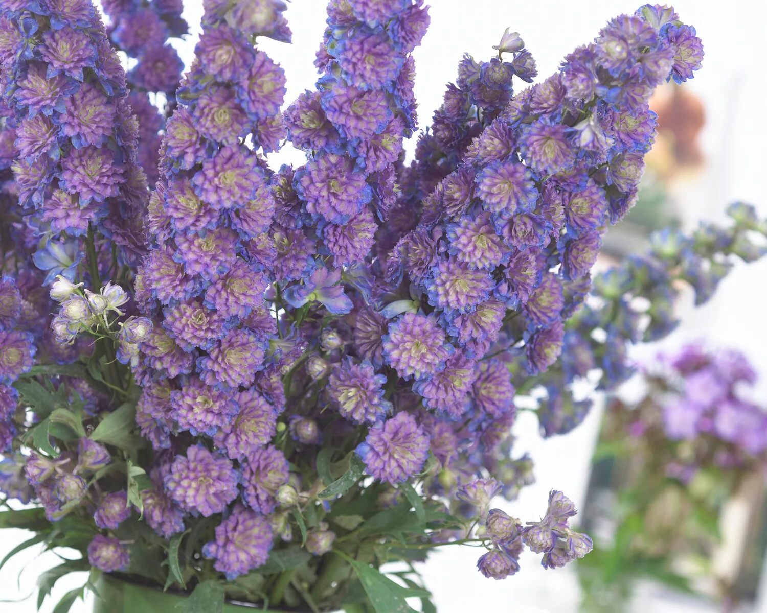 Delphinium 'Sweet Sensation' - Image 5
