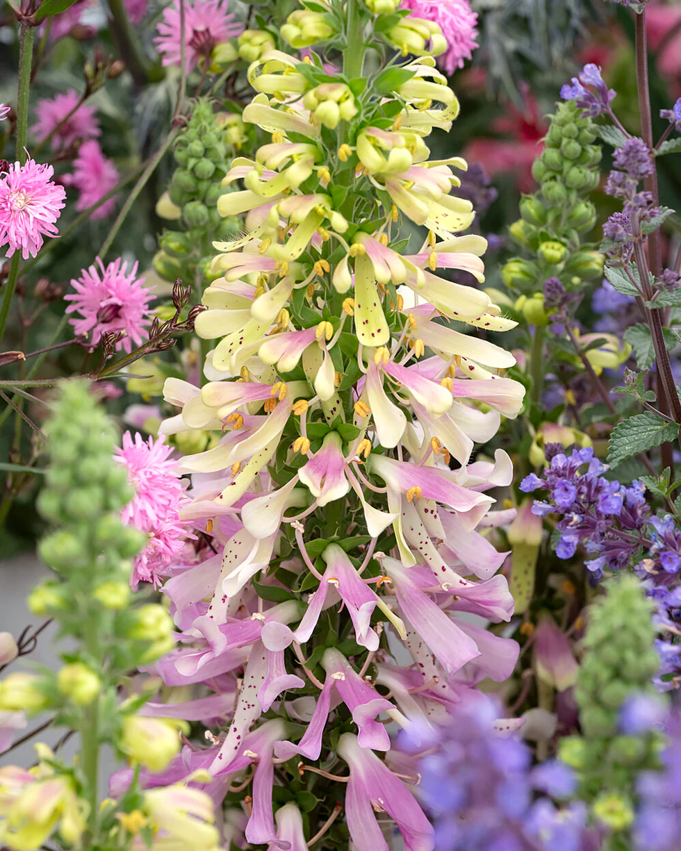 Digitalis 'Apple Blossom'