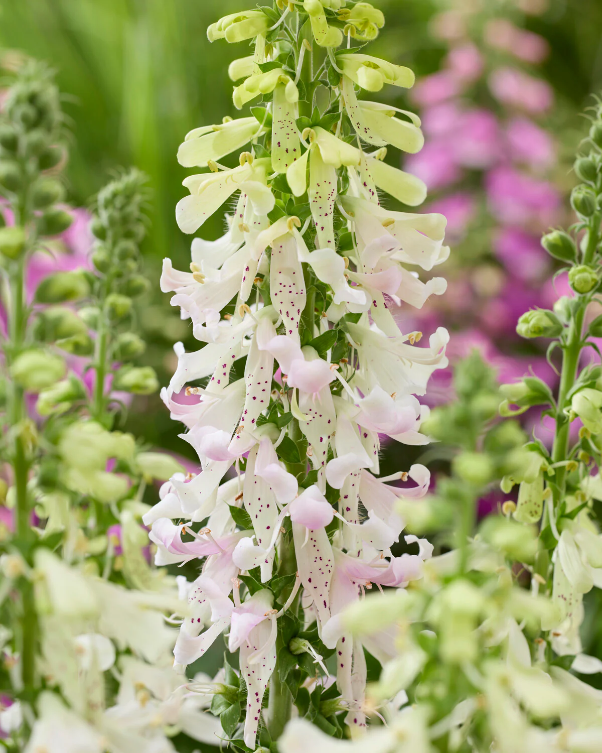 Digitalis 'Apple Blossom' - Image 2