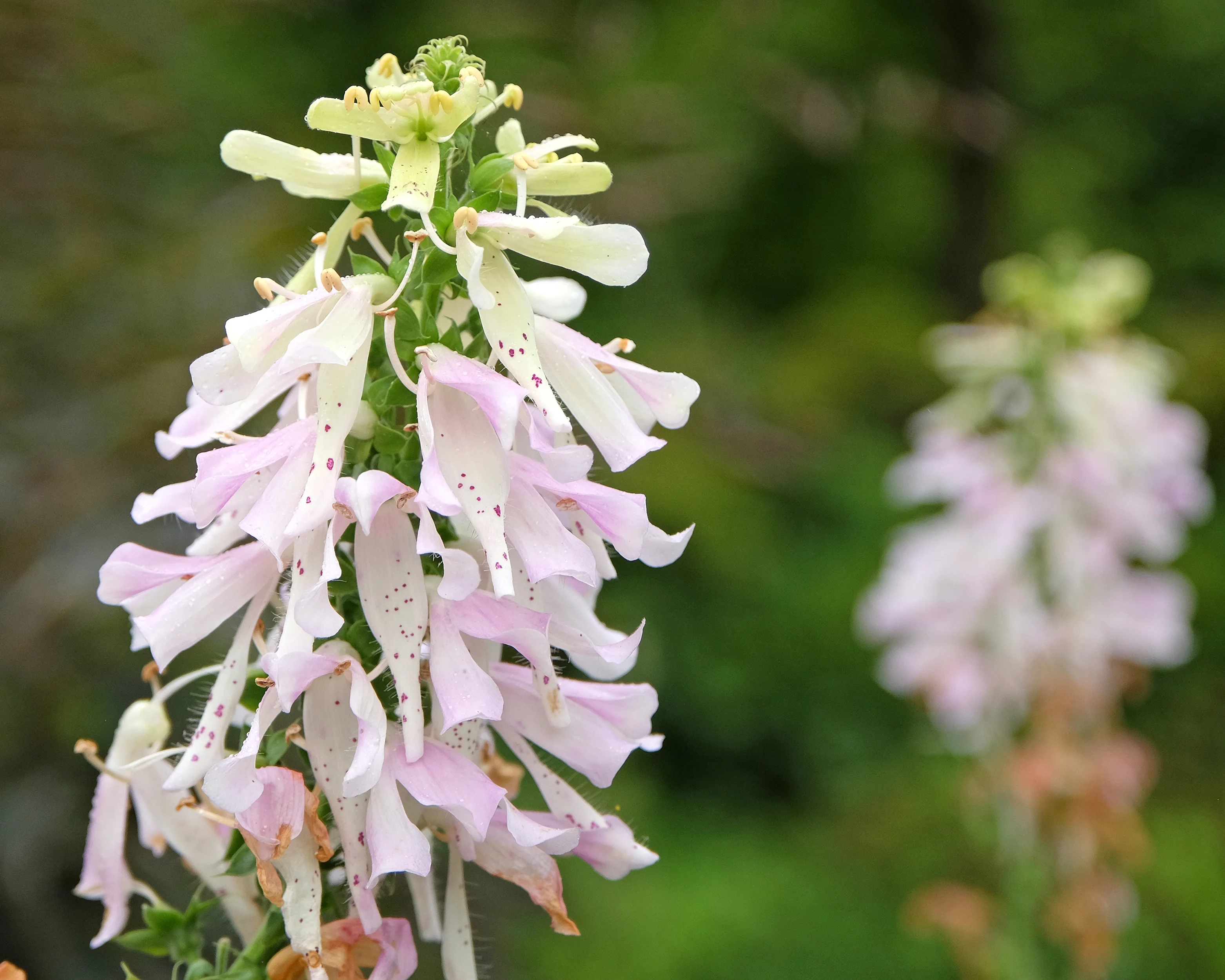 Digitalis 'Apple Blossom' - Image 3