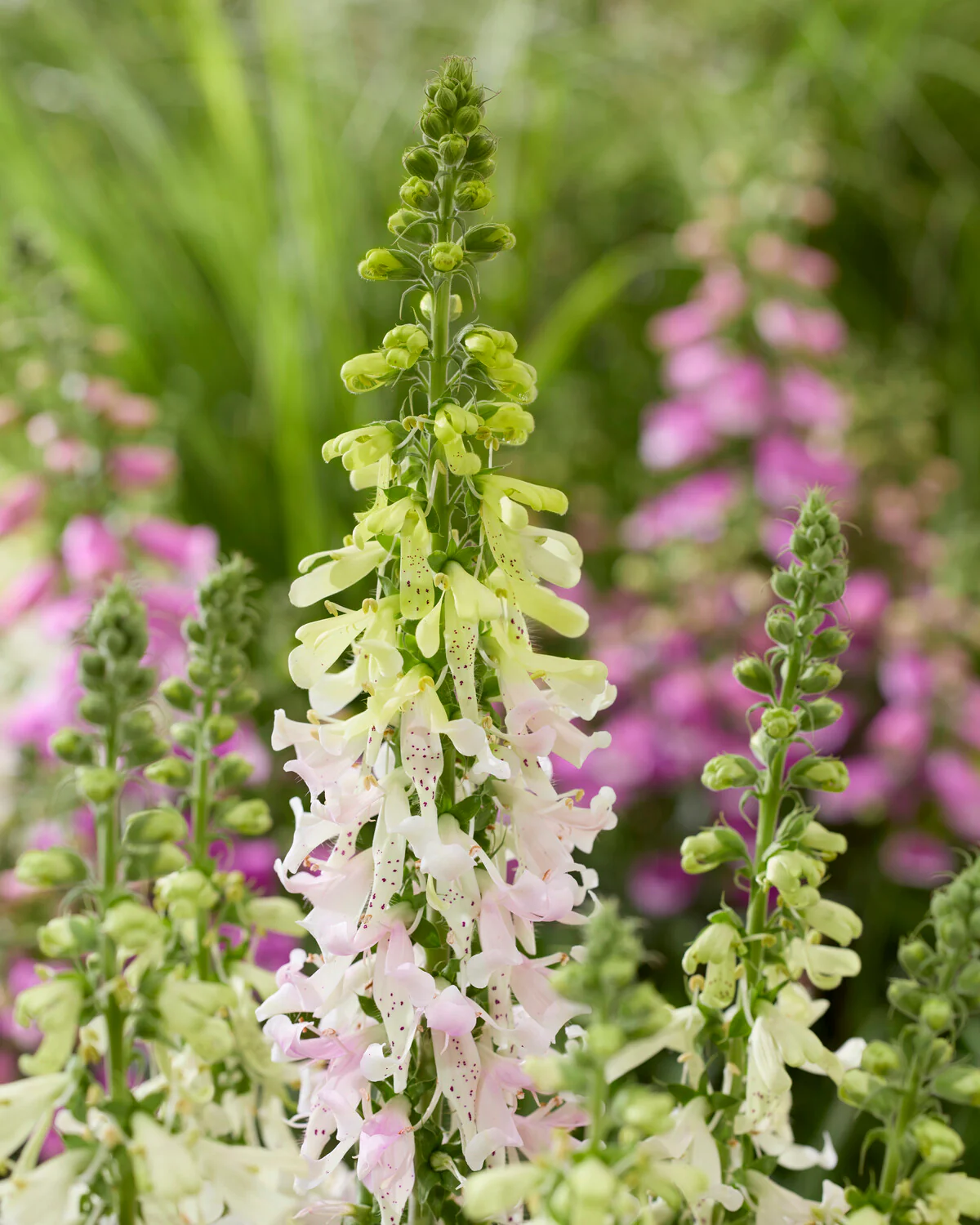 Digitalis 'Apple Blossom' - Image 4
