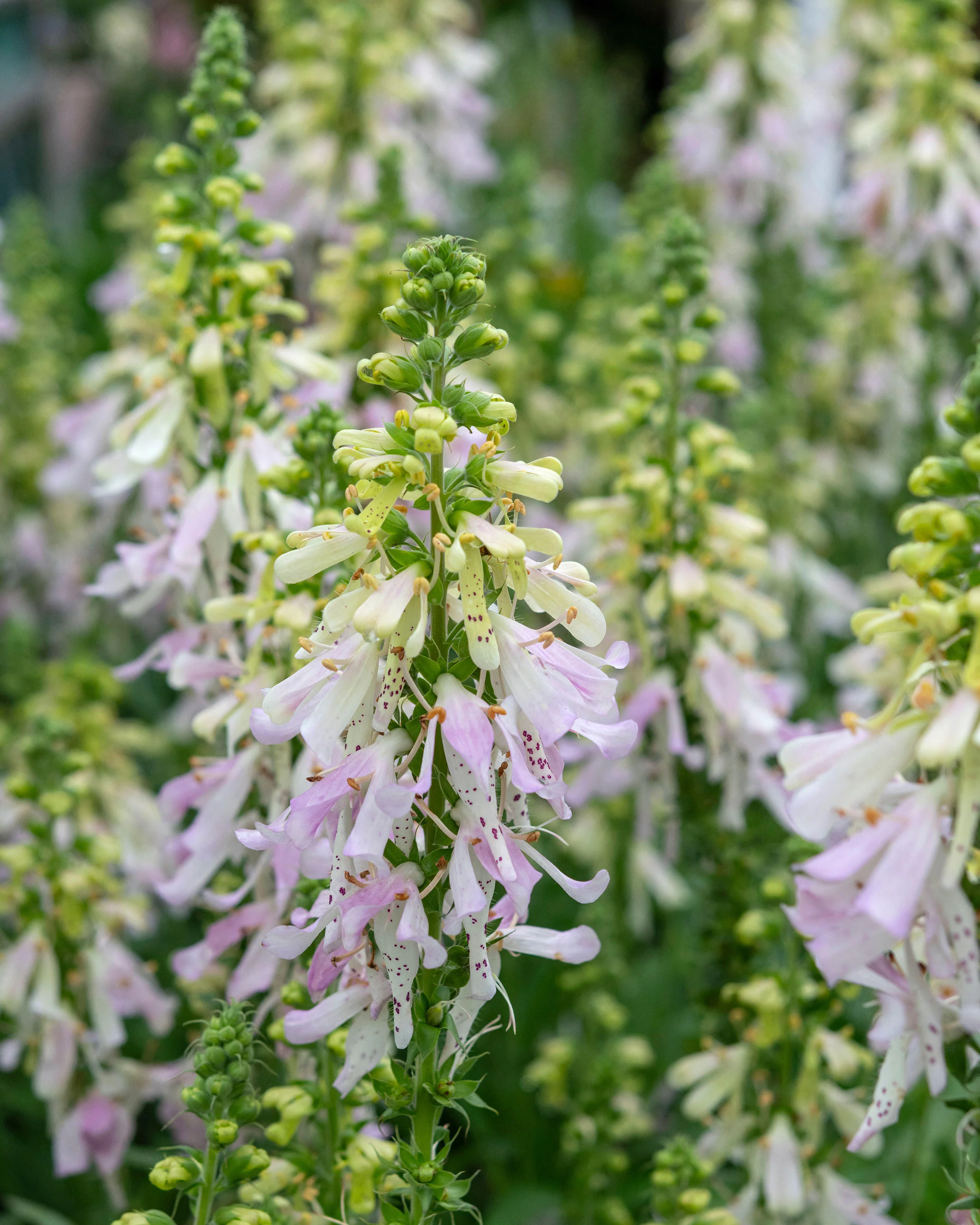 Digitalis 'Apple Blossom' - Image 5