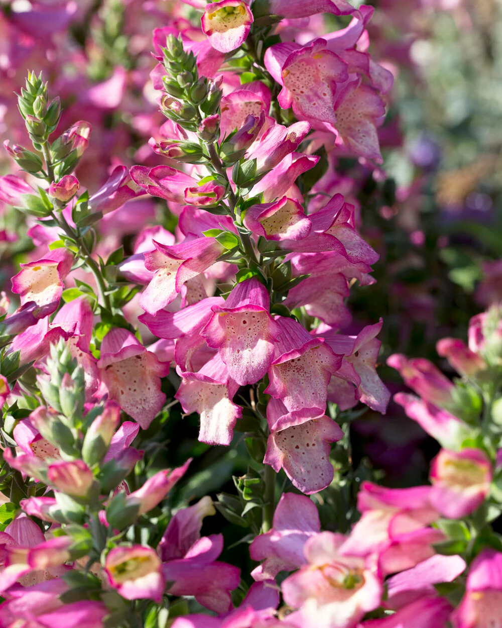 Digitalis 'Berry Canary' - Image 7