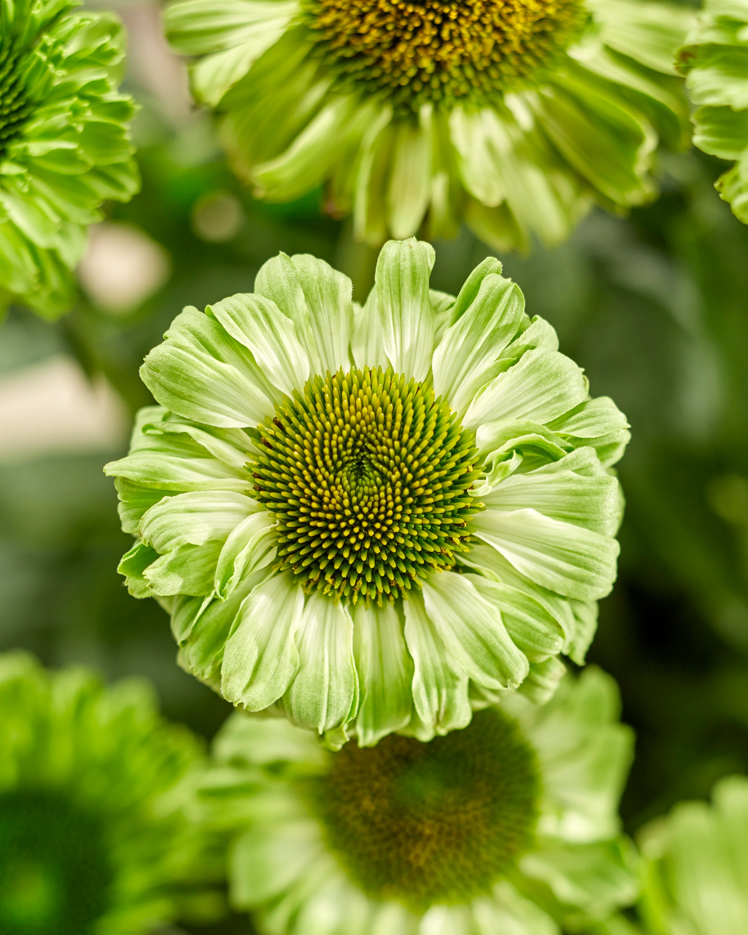 Echinacea 'Sunseekers Apple Green'