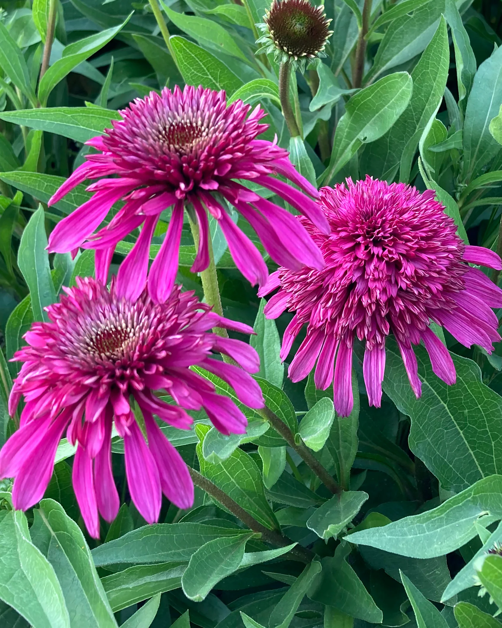 Echinacea 'Blueberry Cheesecake' - Image 3