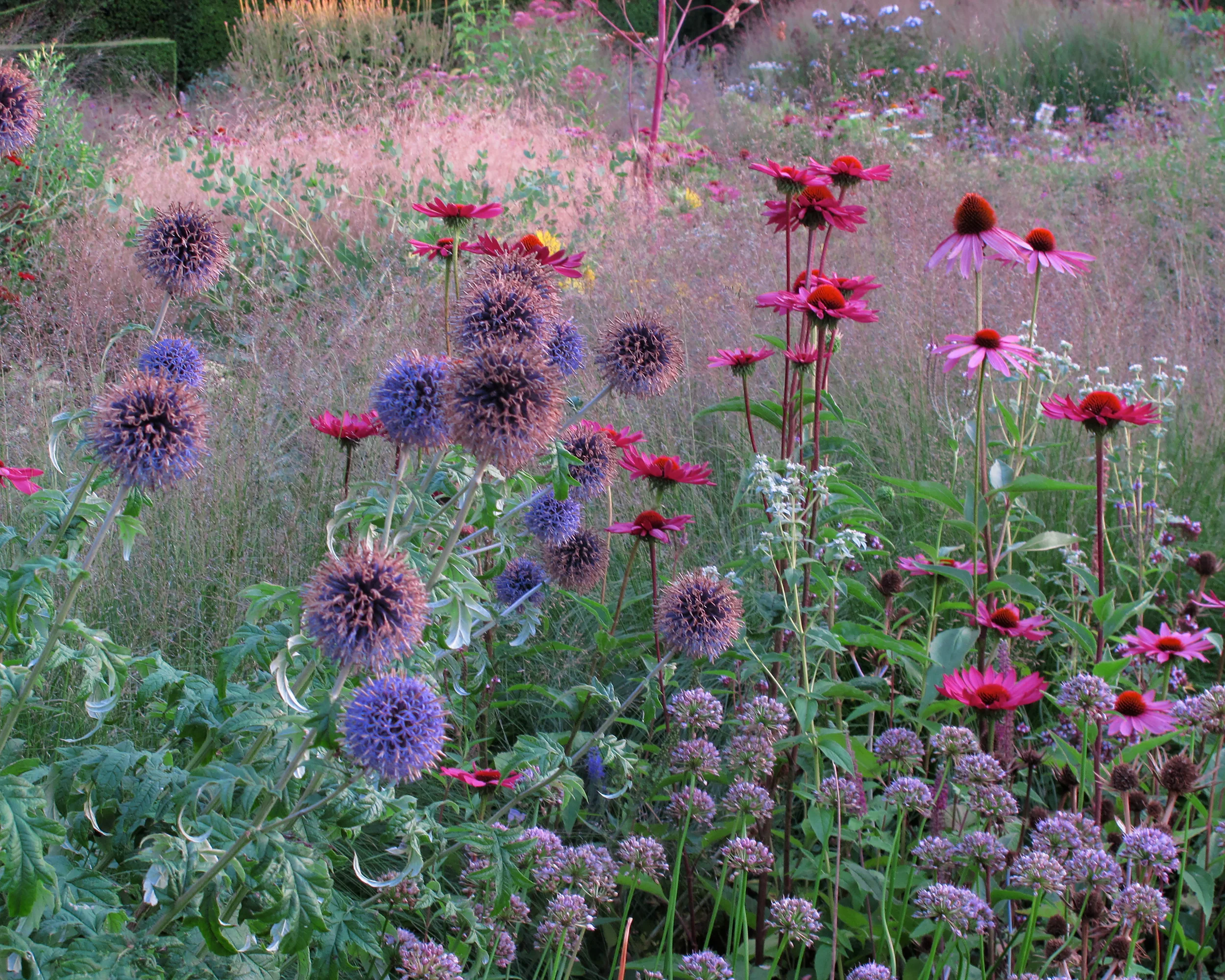 Echinacea 'Fatal Attraction' - Image 5