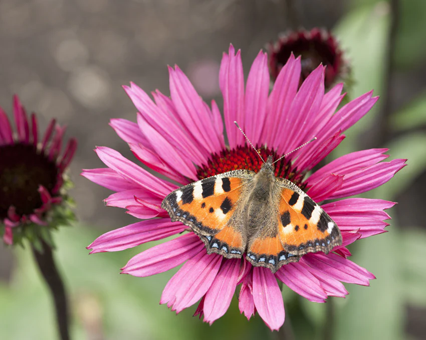 Echinacea 'Fatal Attraction' - Image 6