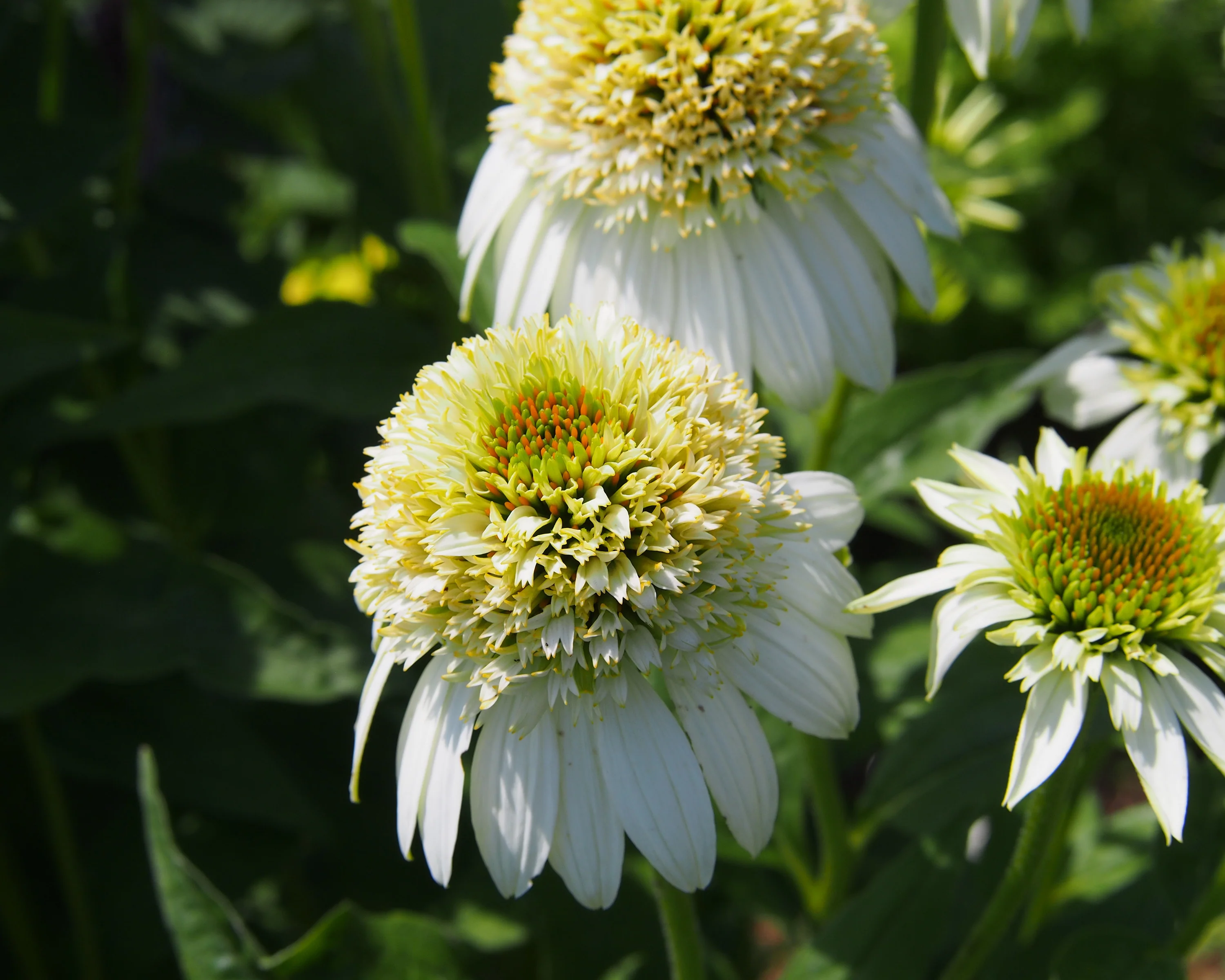 Echinacea 'Milkshake' - Image 5