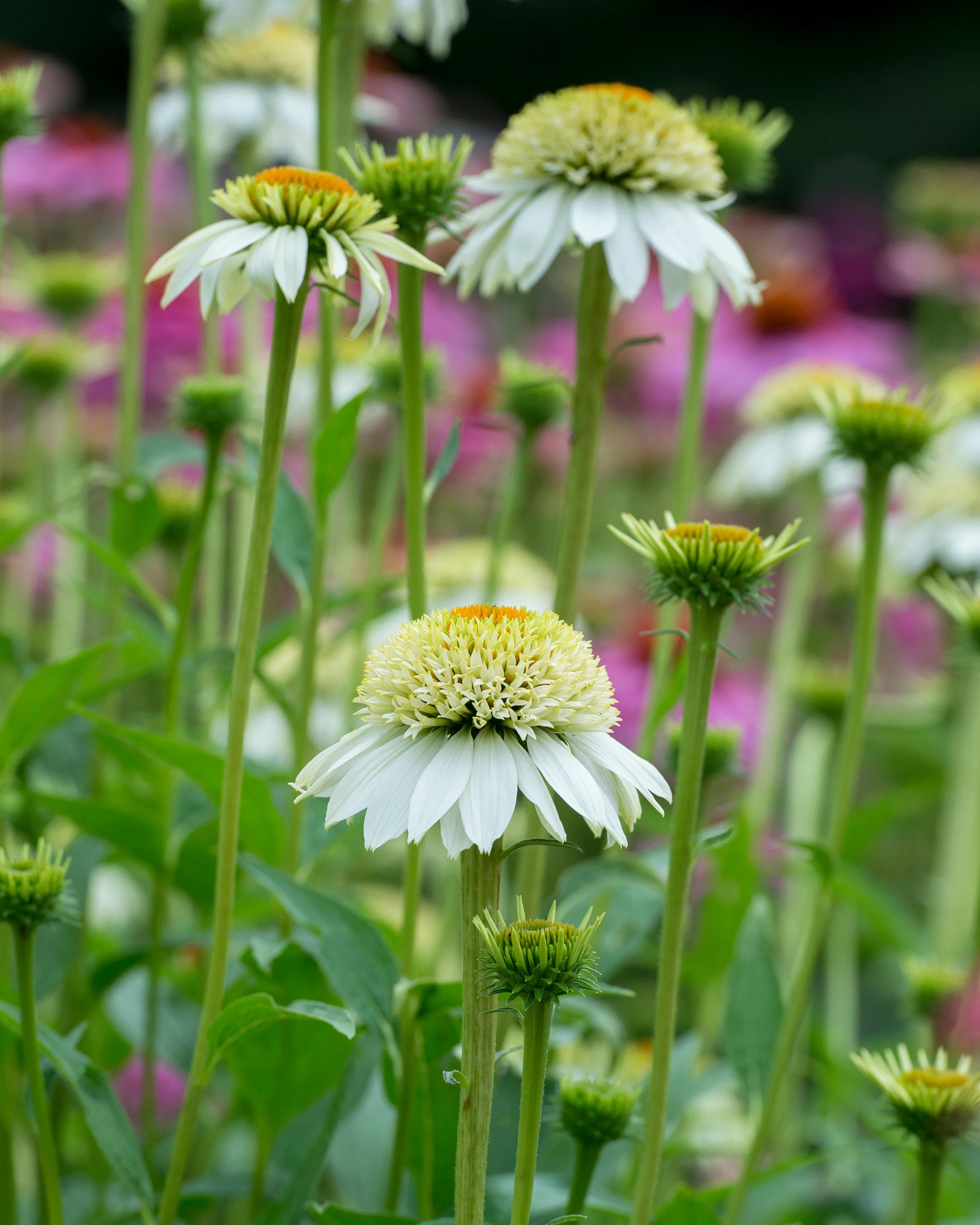 Echinacea 'Milkshake' - Image 7