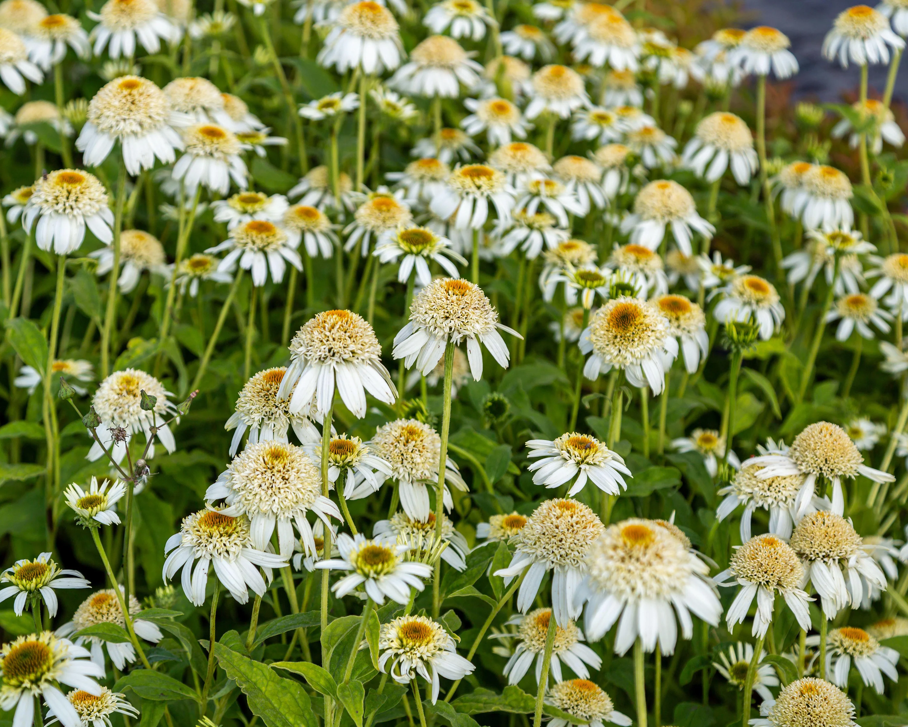 Echinacea 'Milkshake' - Image 8