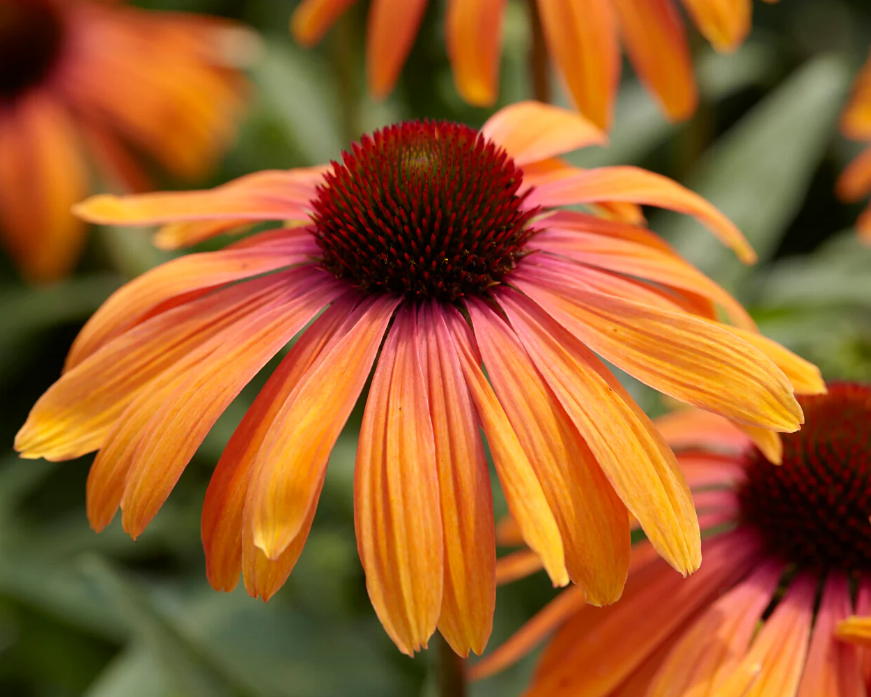 Echinacea 'Rainbow Marcella' - Image 10