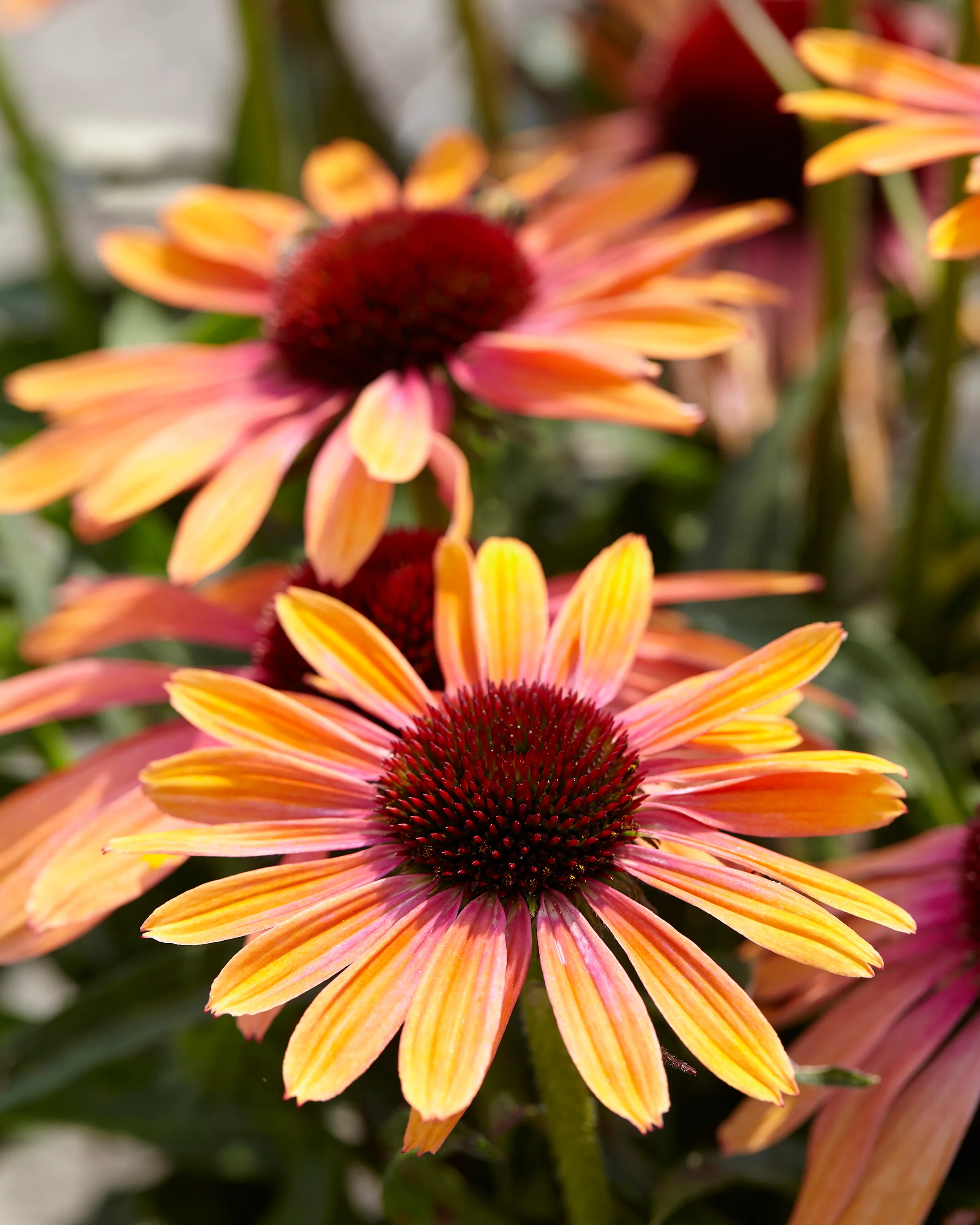 Echinacea 'Rainbow Marcella' - Image 14