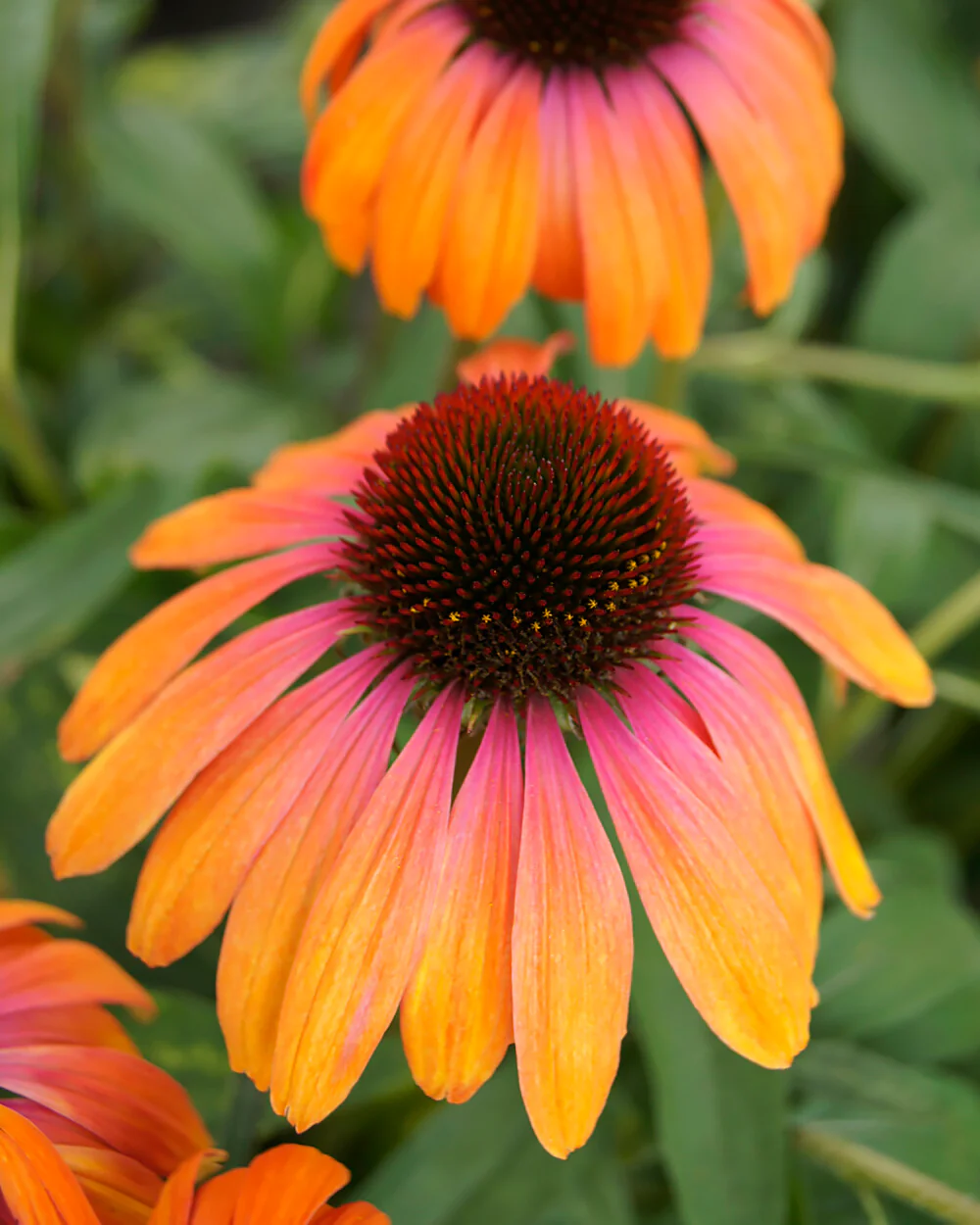 Echinacea 'Rainbow Marcella' - Image 2