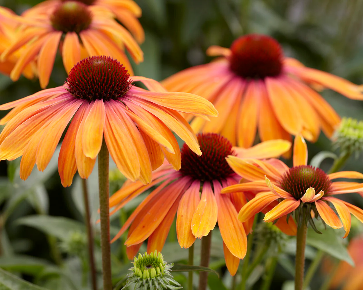 Echinacea 'Rainbow Marcella' - Image 3