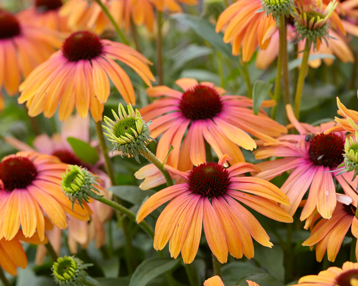 Echinacea 'Rainbow Marcella' - Image 5