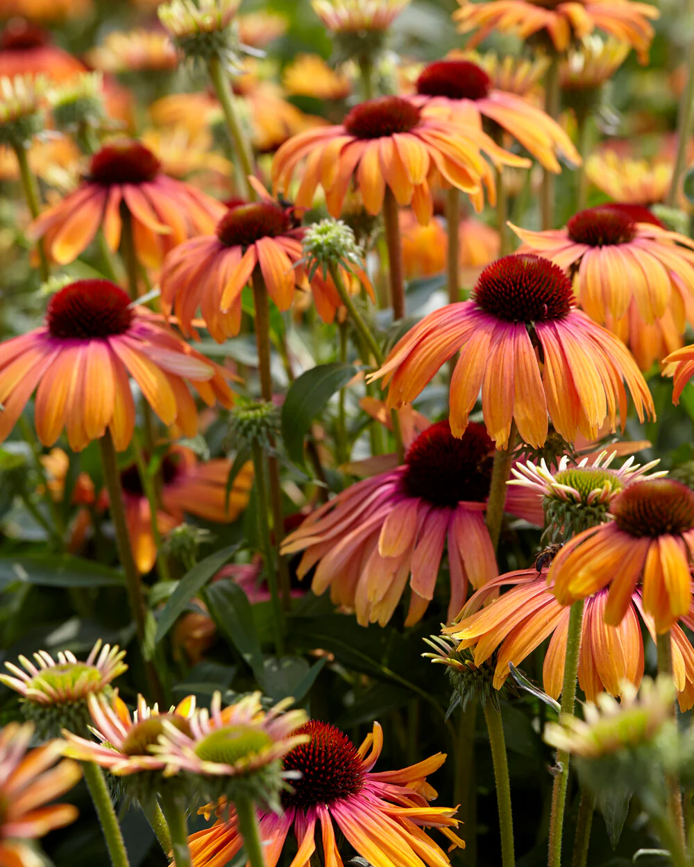 Echinacea 'Rainbow Marcella' - Image 6