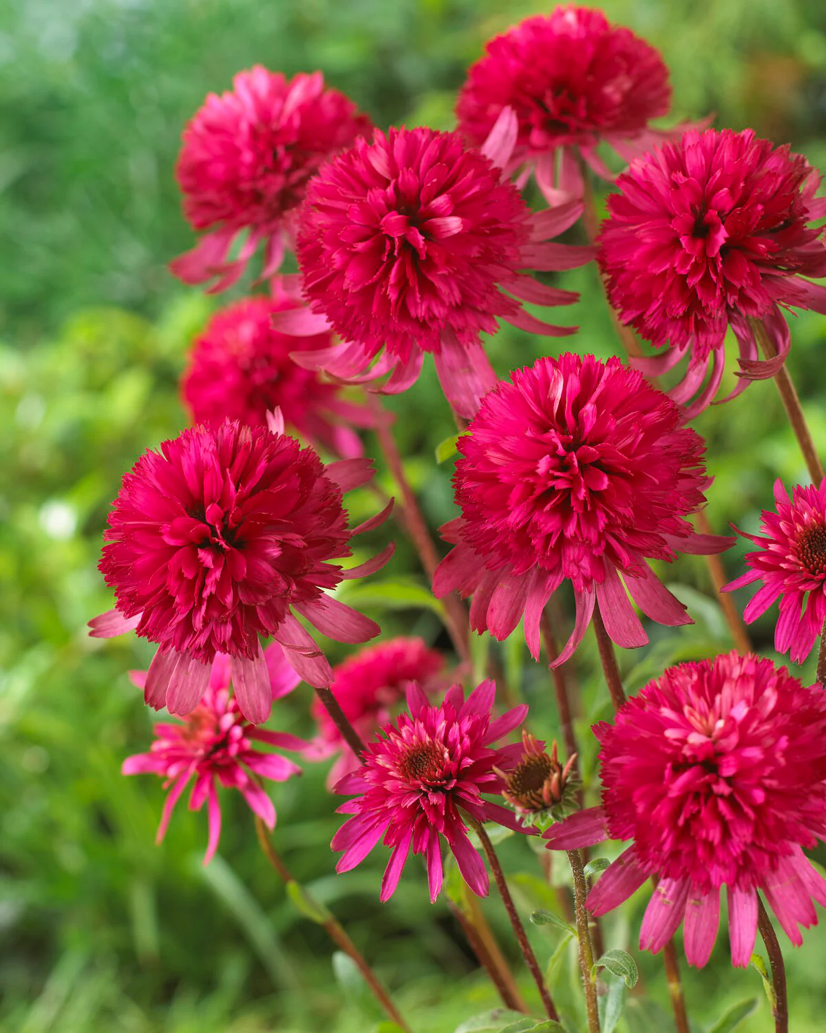 Echinacea 'Southern Belle' - Image 2