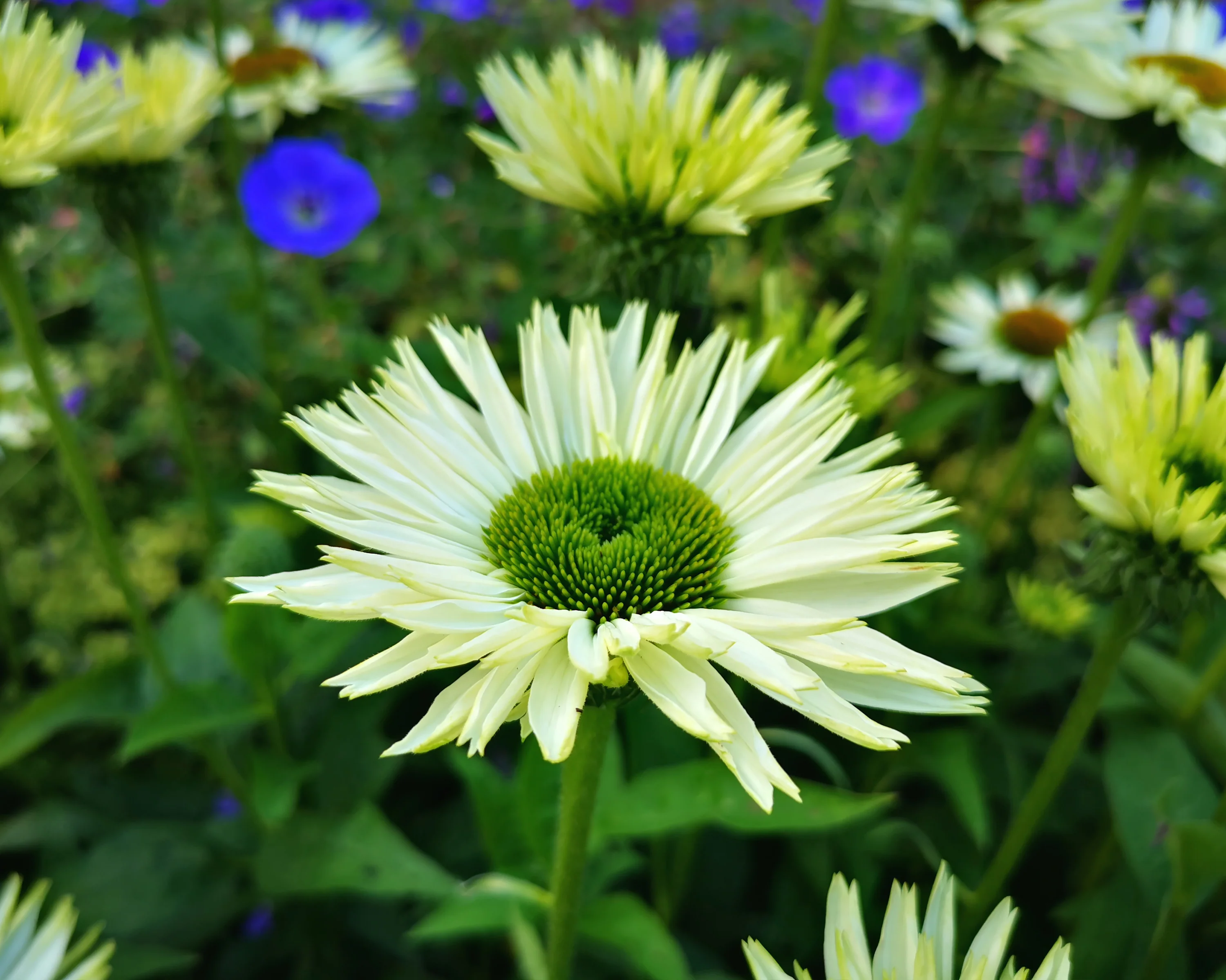 Echinacea 'Virgin' - Image 5