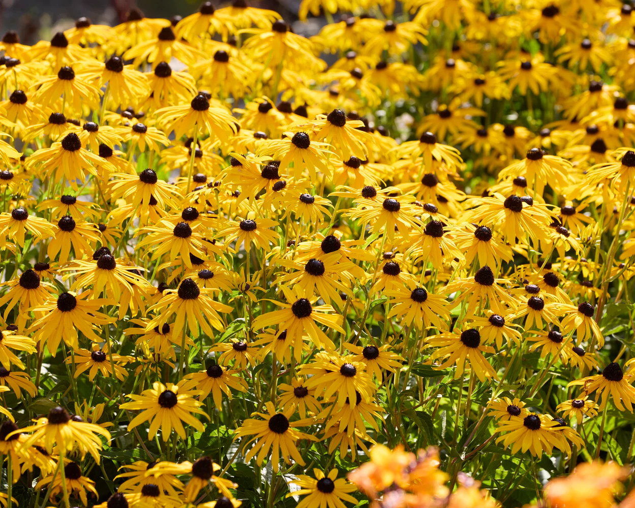 Echinacea 'Yellow Passion' - Image 6