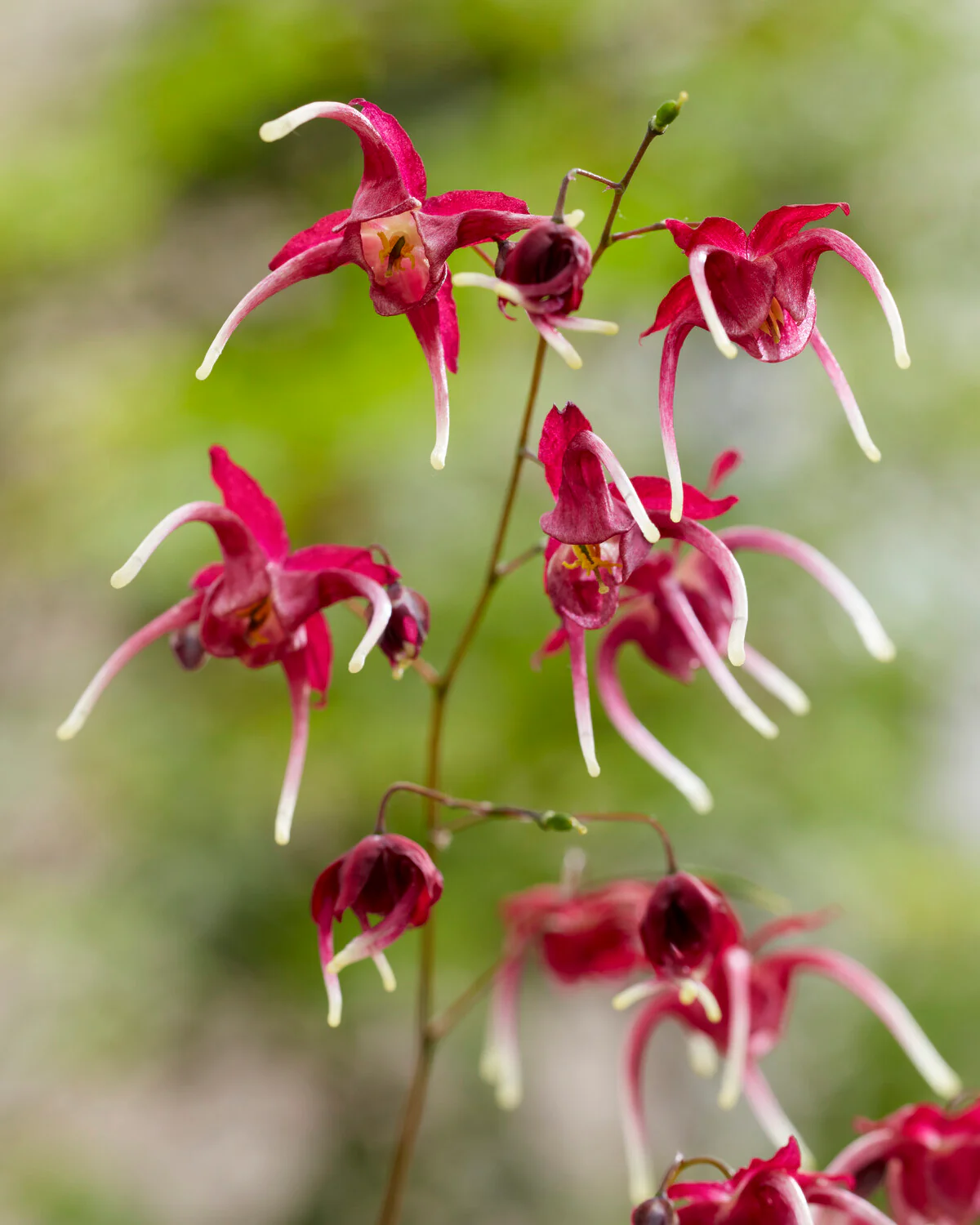 Epimedium 'Red Maximum'