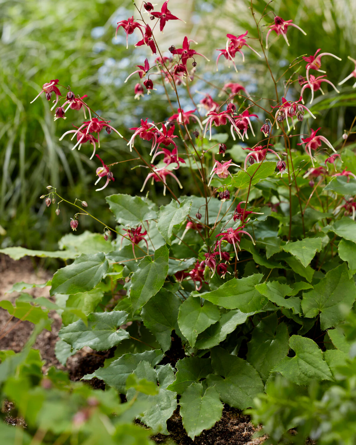 Epimedium 'Red Maximum' - Image 2