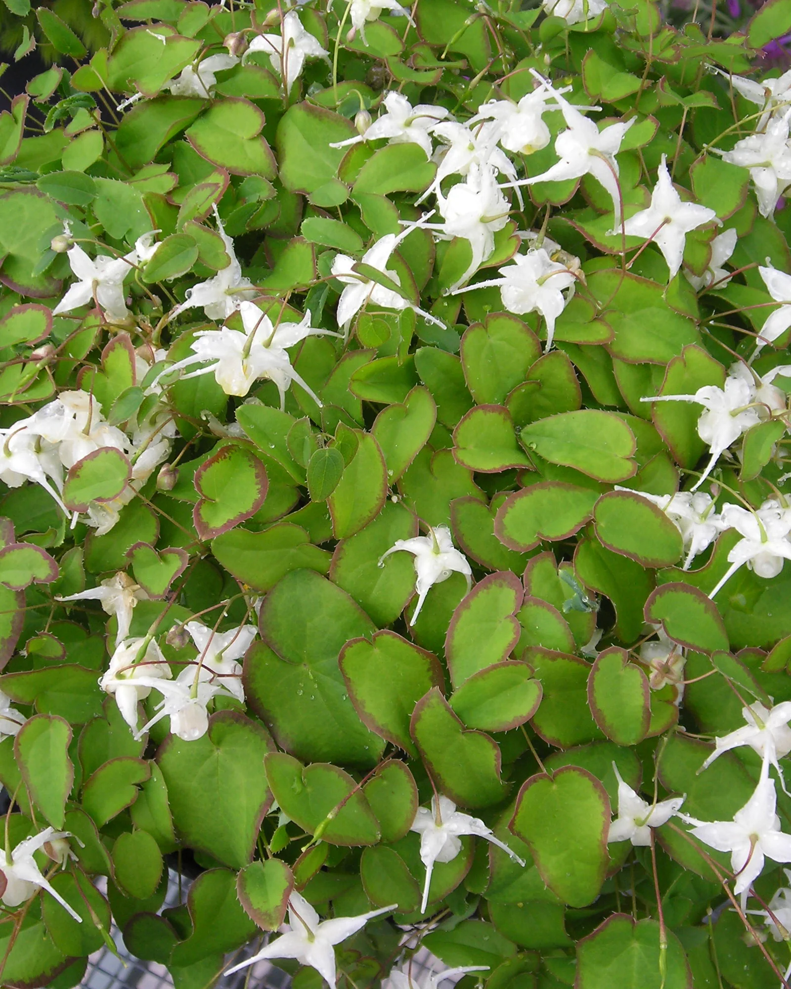 Epimedium 'White Hart' - Image 2