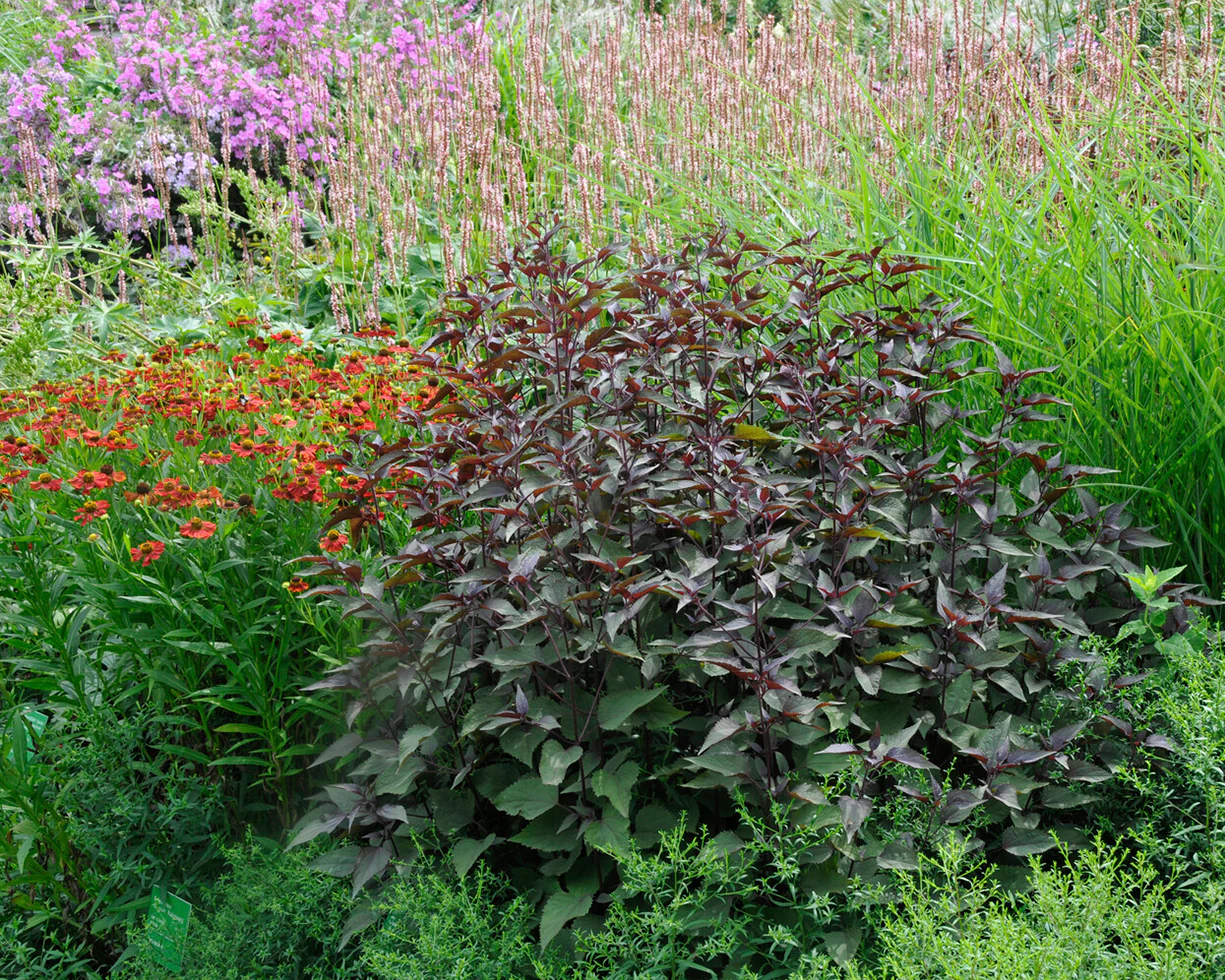 Eupatorium 'Chocolate' - Image 6