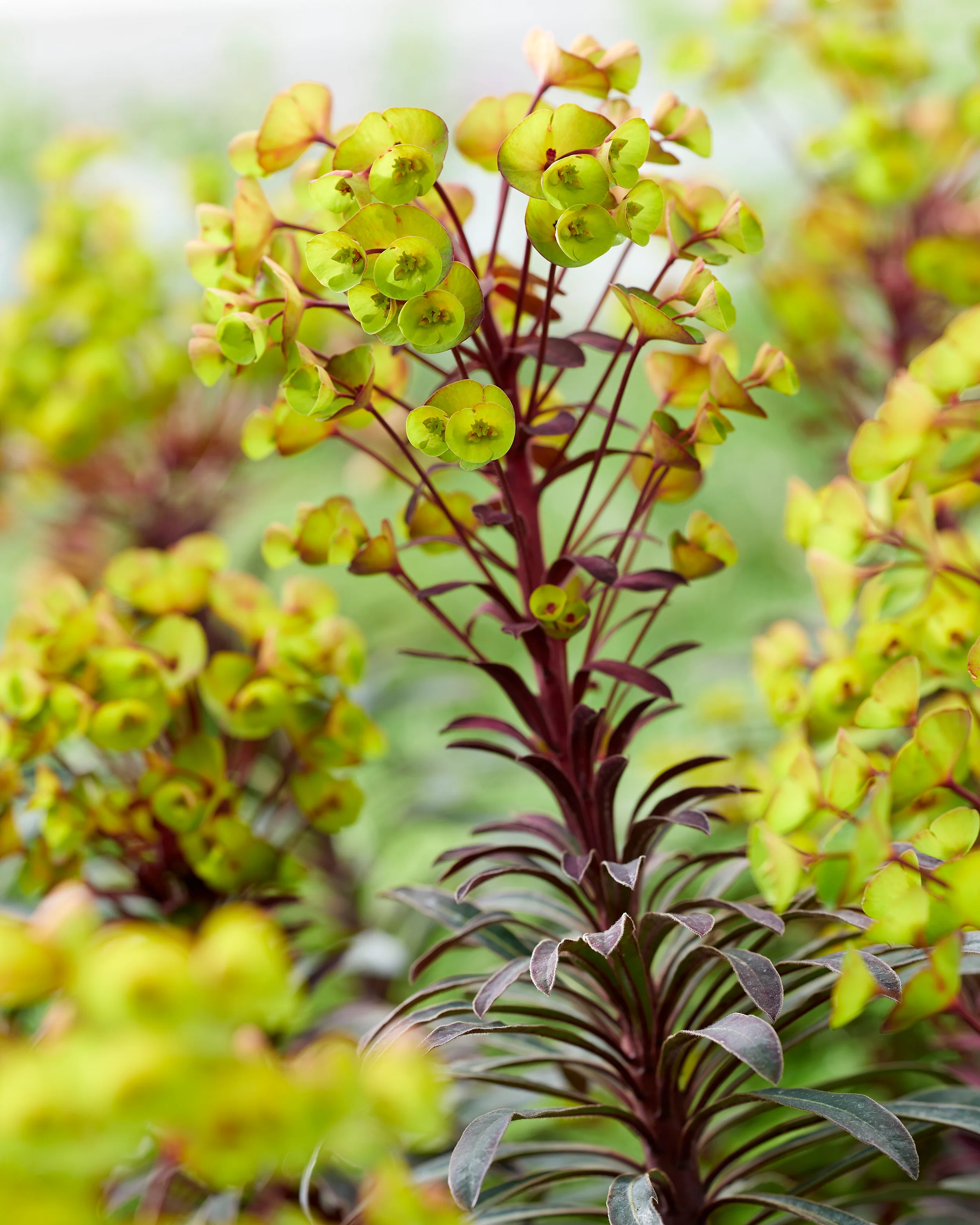 Euphorbia 'Miners Merlot' - Image 10