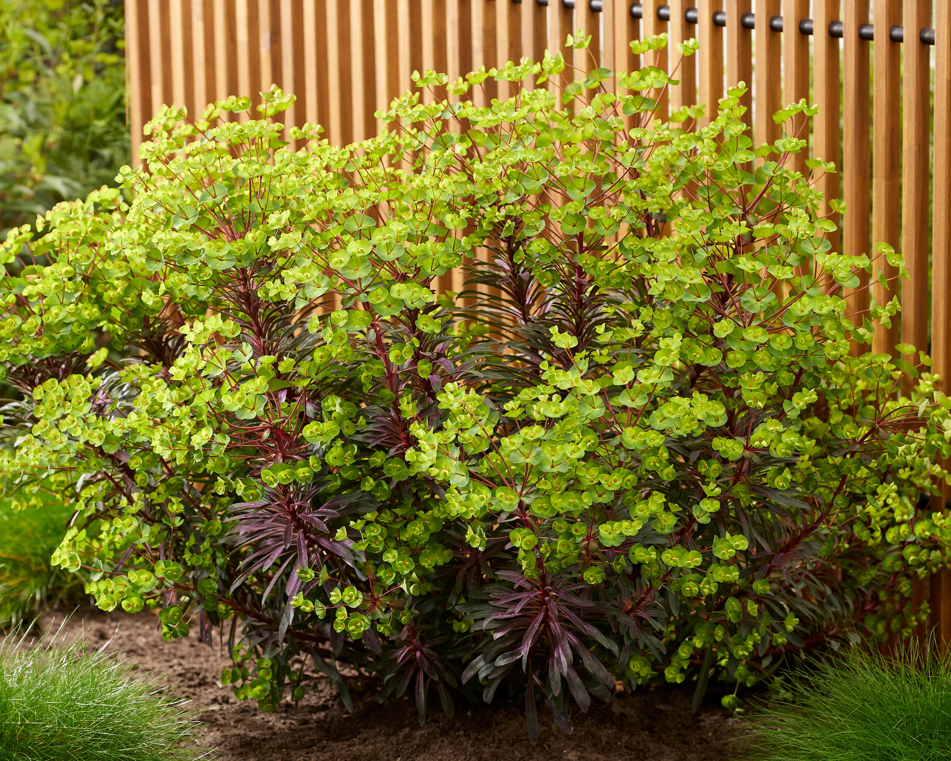 Euphorbia 'Miners Merlot' - Image 2