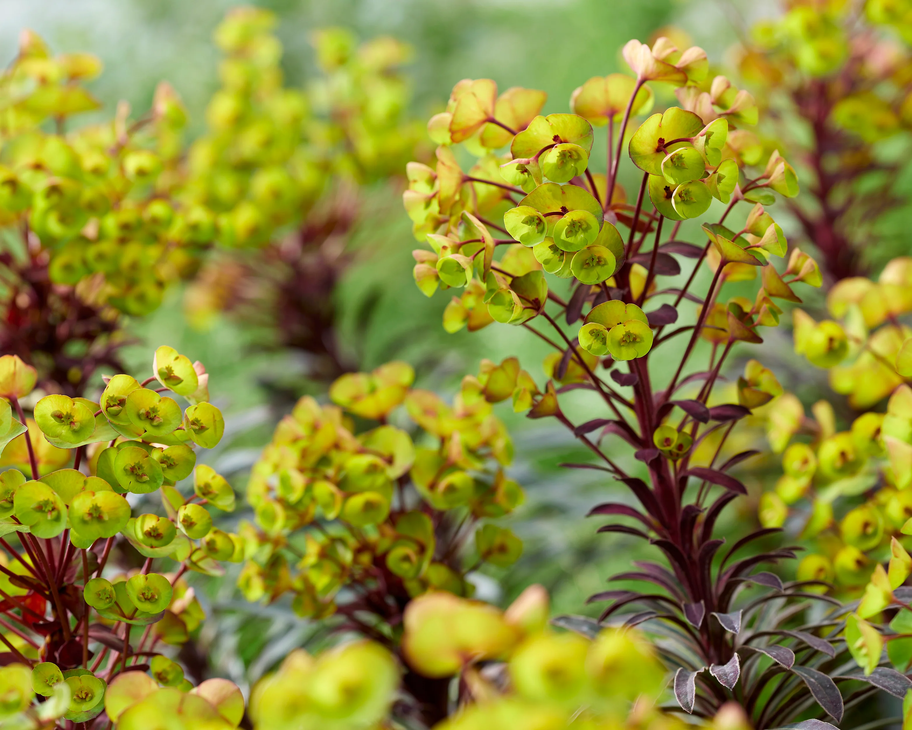 Euphorbia 'Miners Merlot' - Image 4