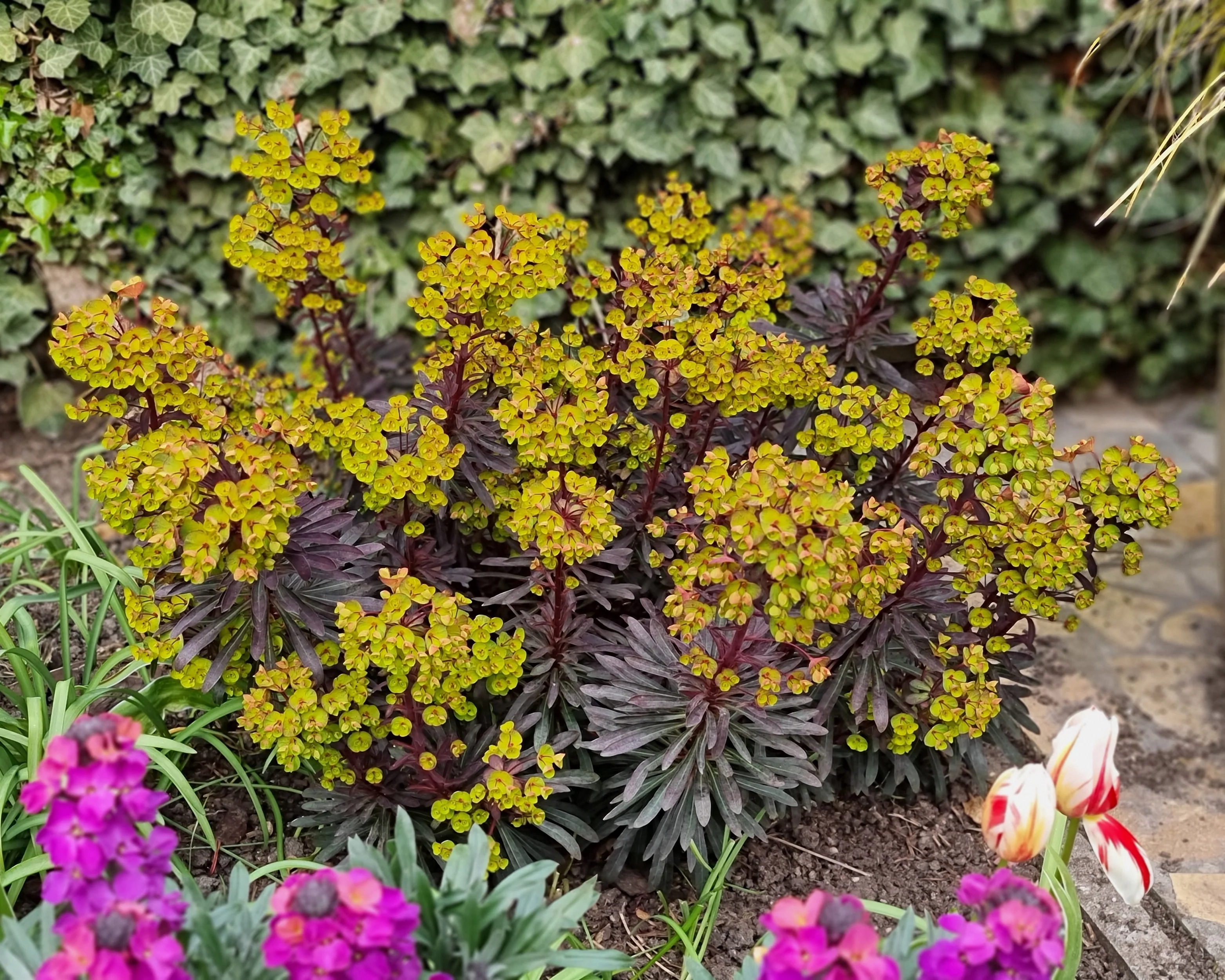 Euphorbia 'Miners Merlot' - Image 6