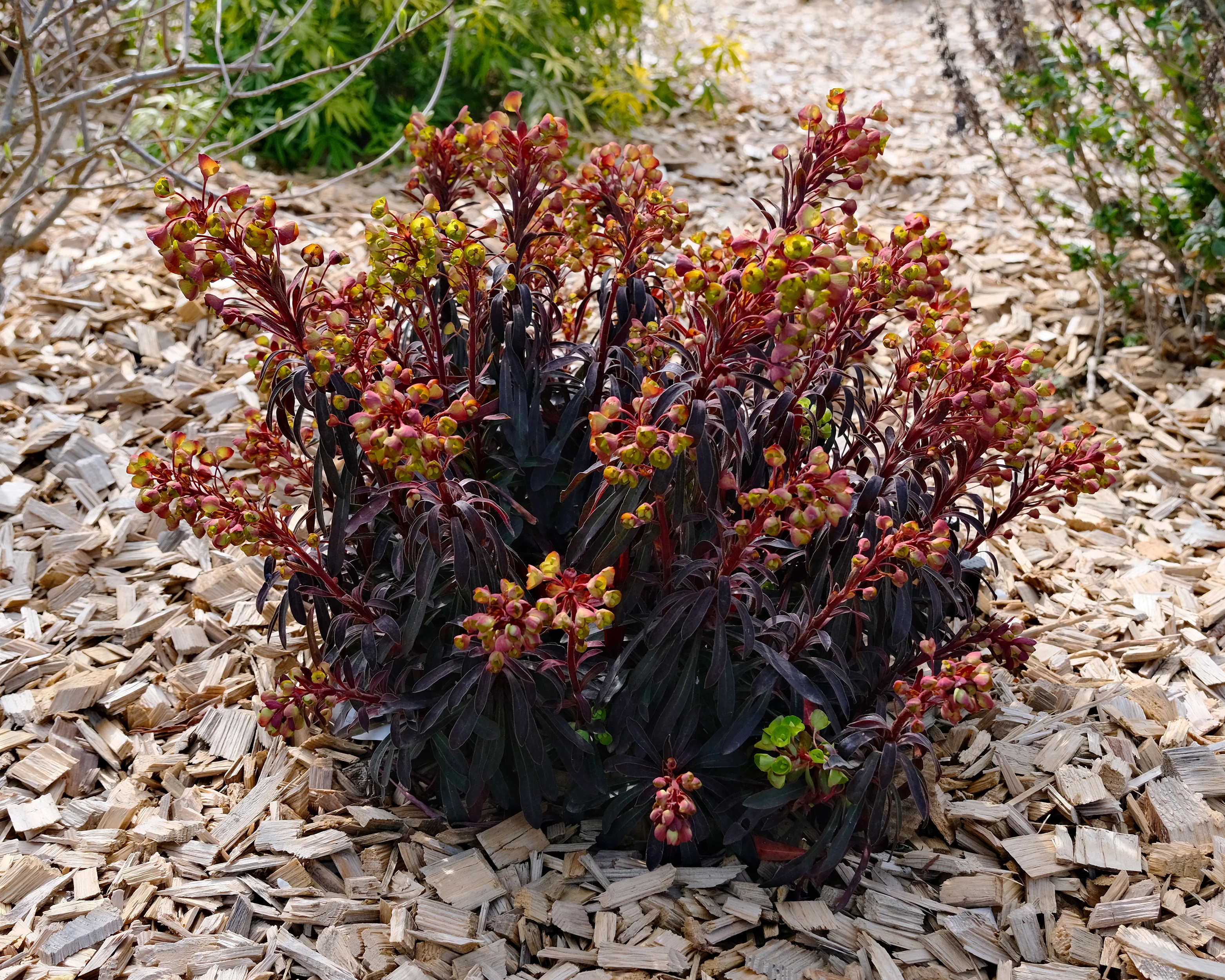 Euphorbia 'Miners Merlot' - Image 9