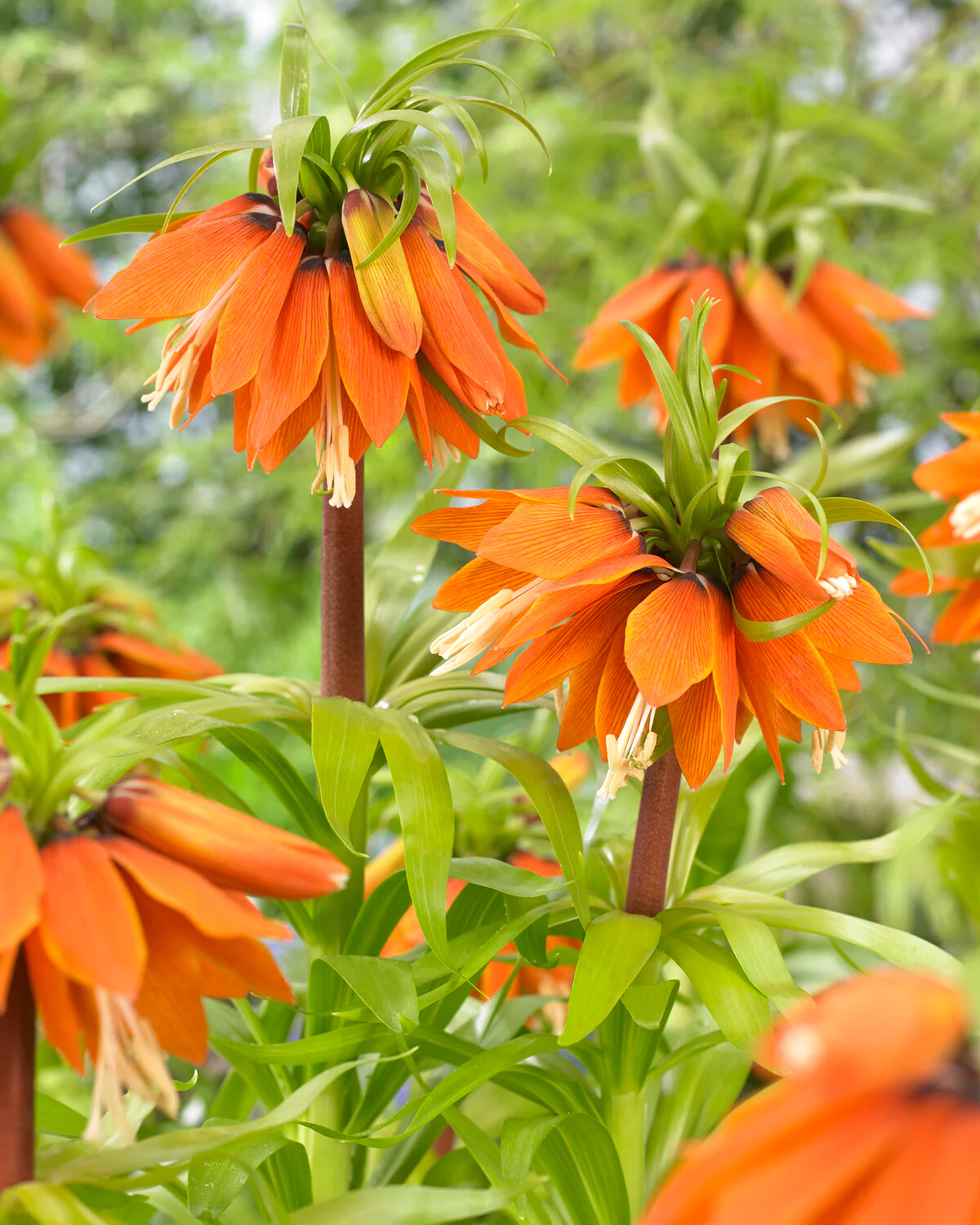 Fritillaria 'Orange Beauty'