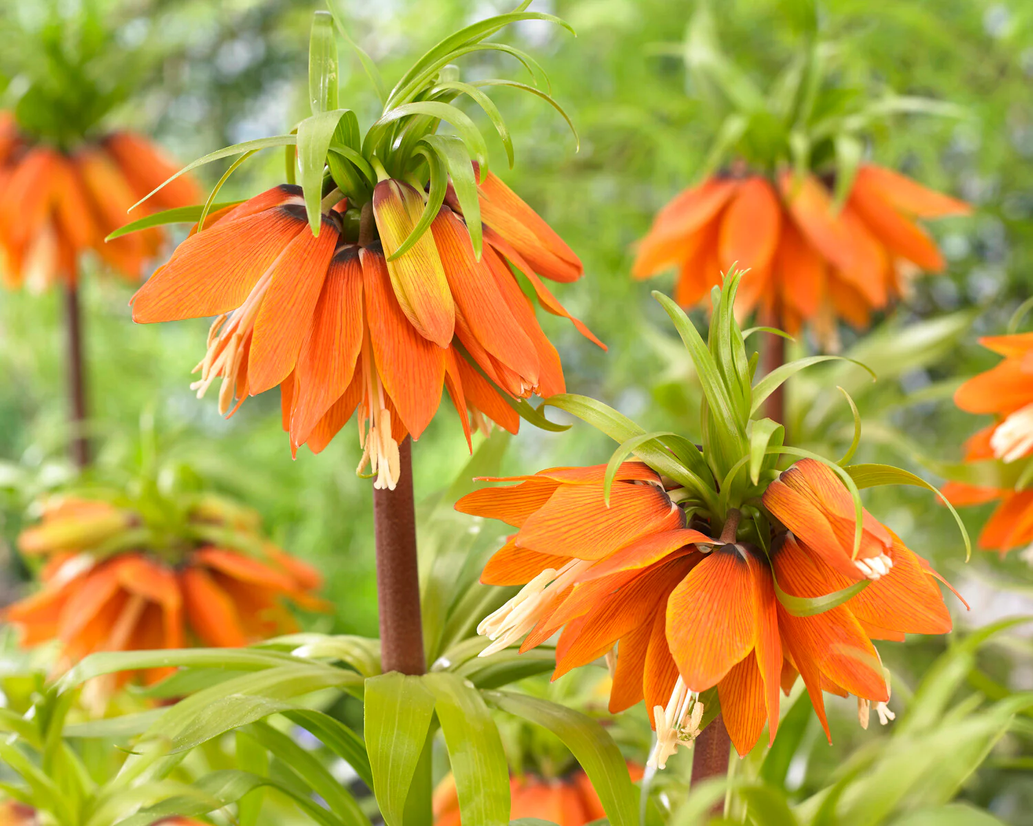 Fritillaria 'Orange Beauty' - Image 5