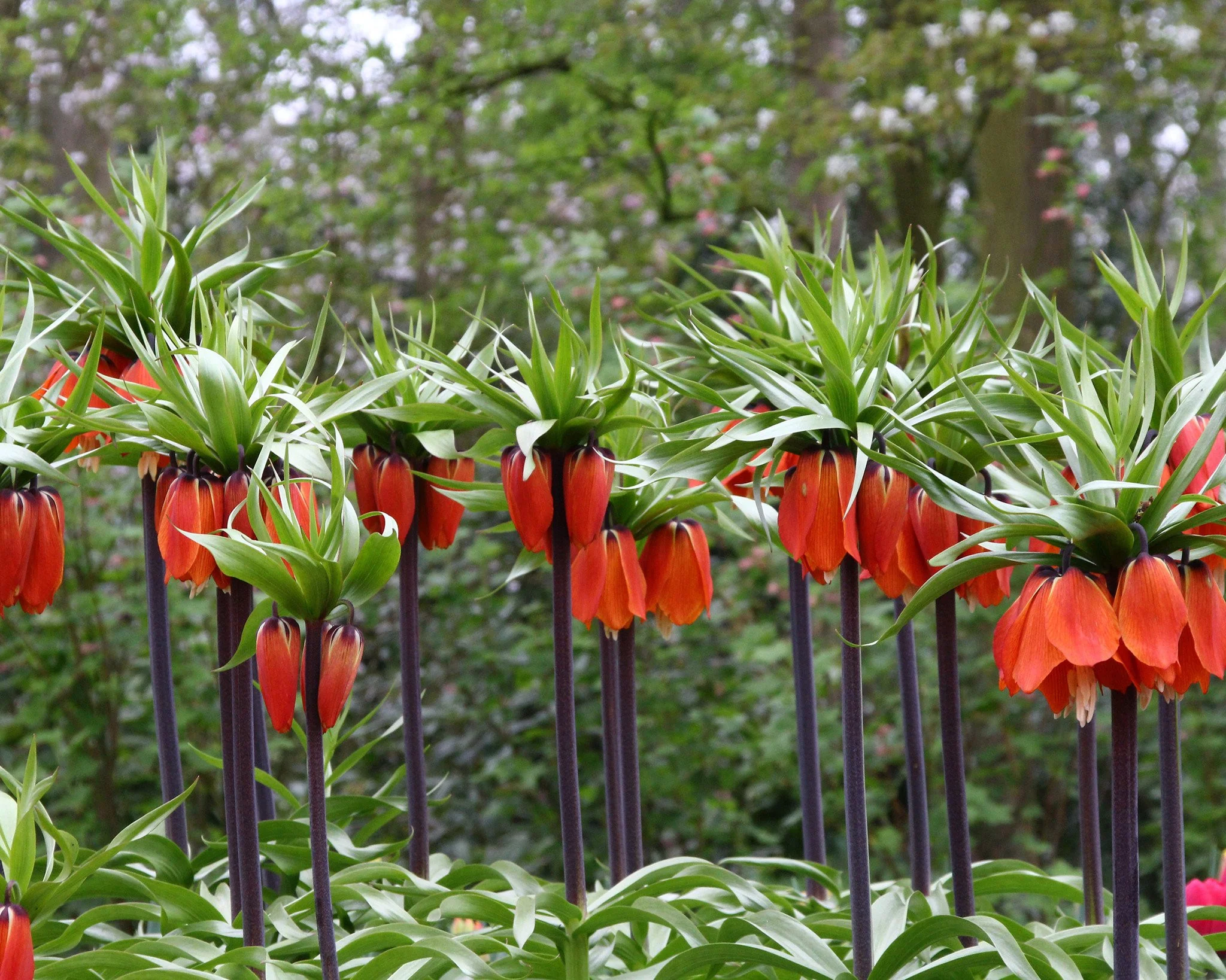 Fritillaria imperialis 'Rubra' - Image 4