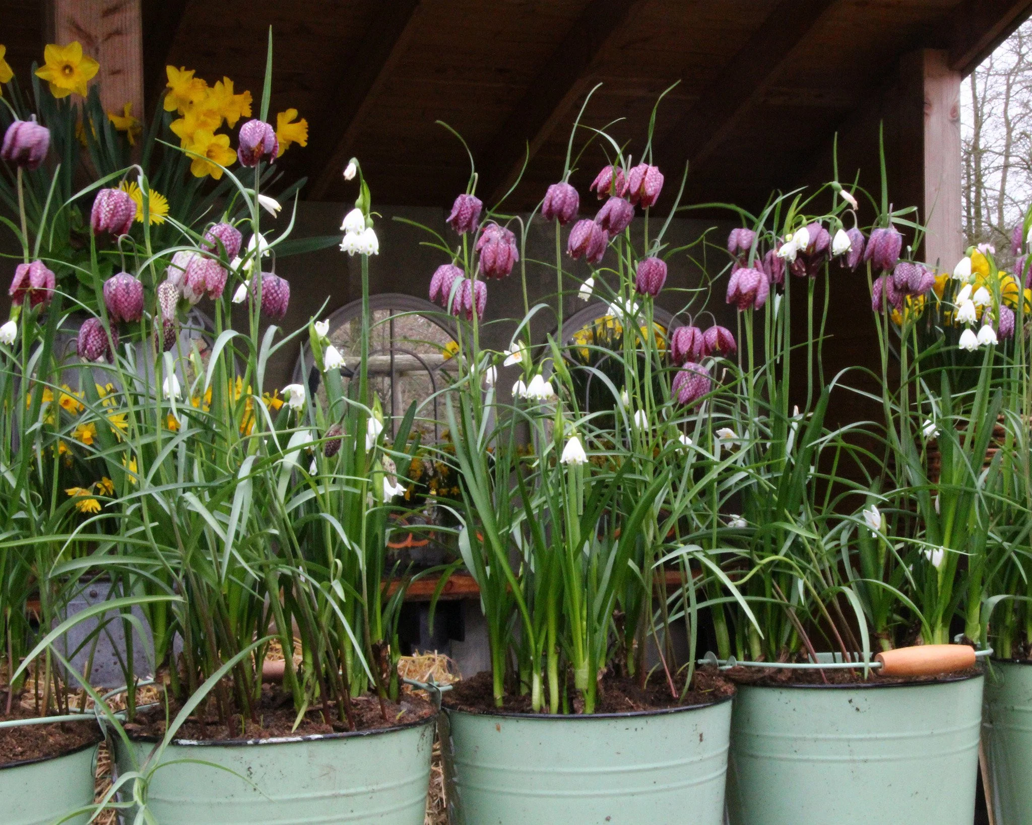 Fritillaria meleagris 'Mix' - Image 7